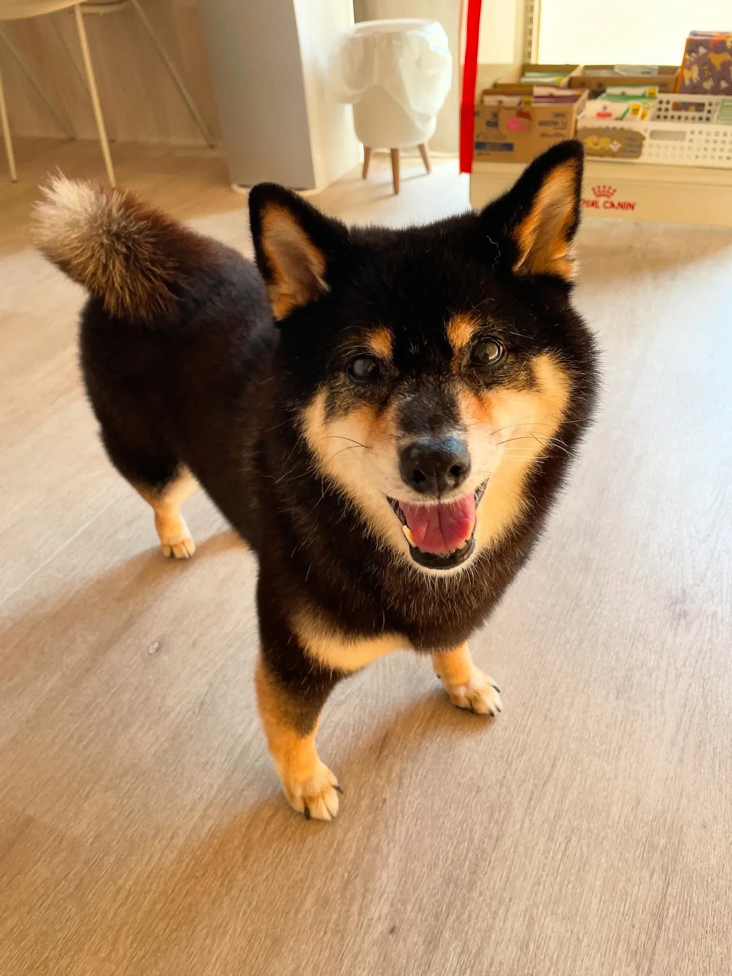 🍃今日のトリミング🍃柴犬🐶｜名東区・千種区・守山区の動物病院...