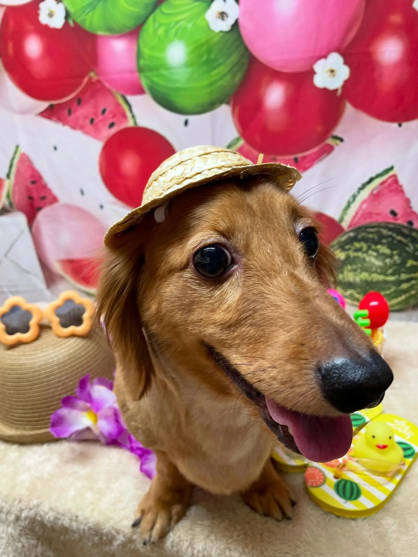 🍃今日のトリミング🍃ダックス🐶｜名東区・千種区・守山区の動物...