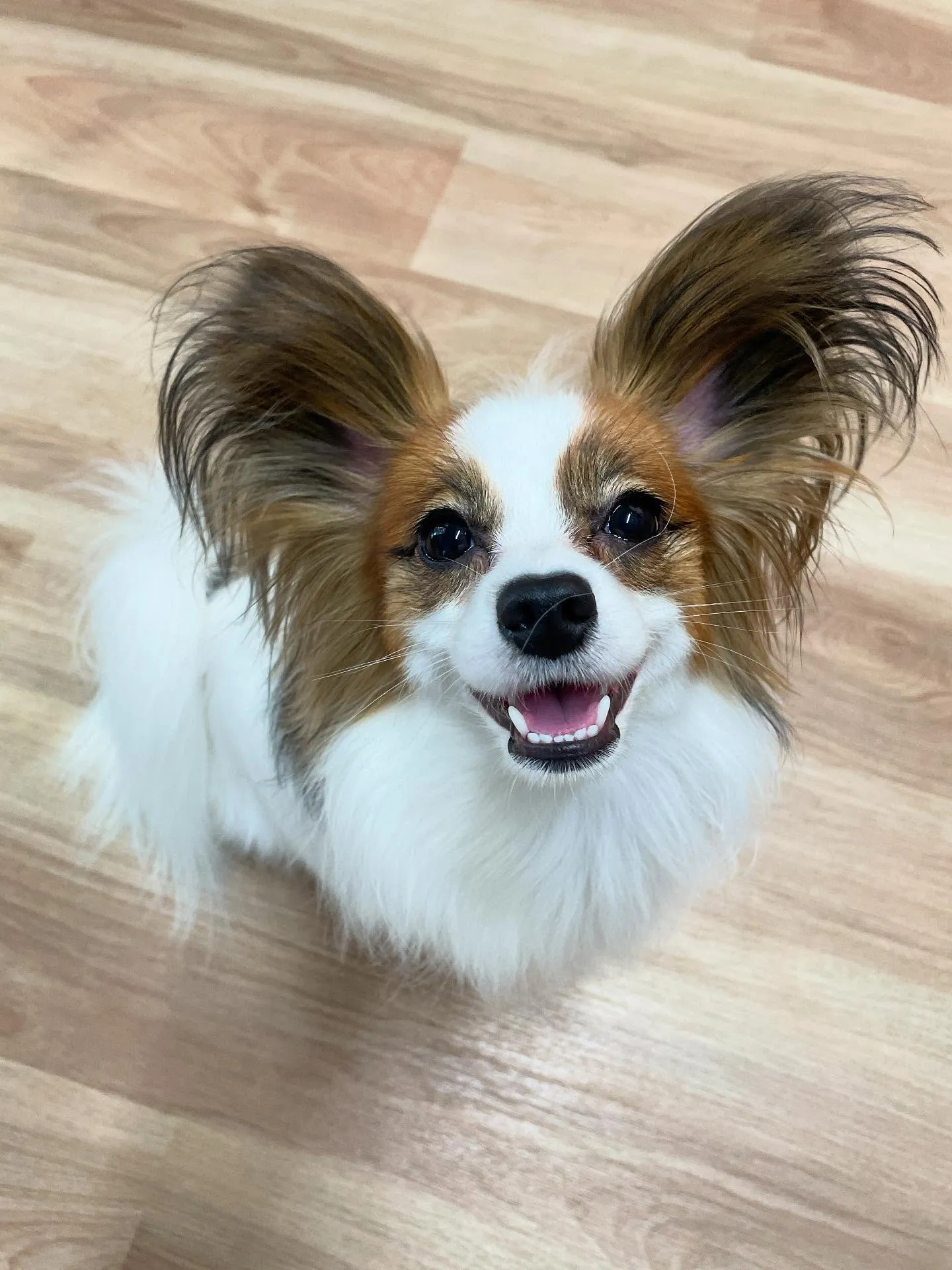 🍃今日のトリミング🍃パピヨン🐶｜名東区・千種区・守山区の動物...
