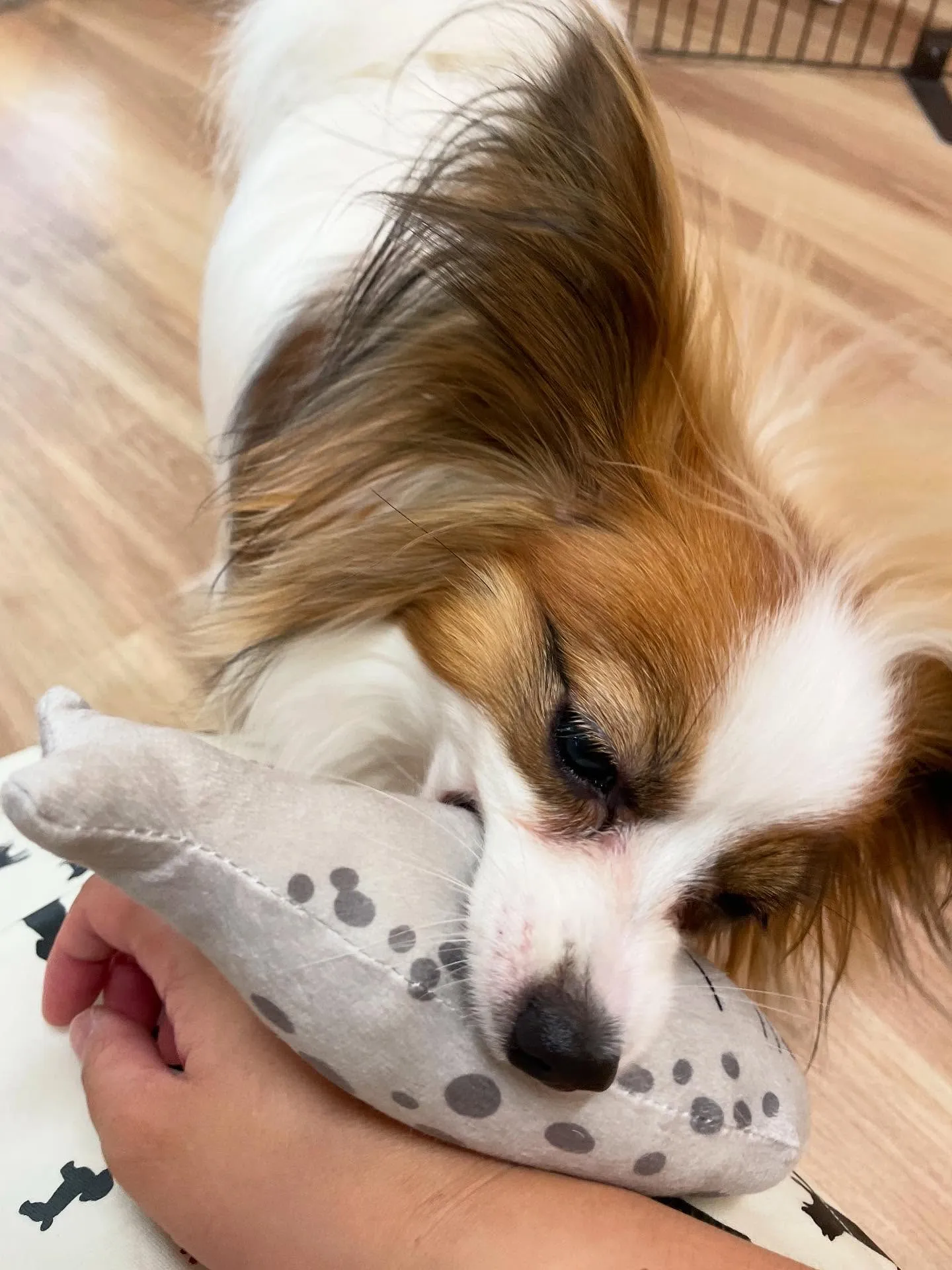 🍃今日のトリミング🍃パピヨン🐶｜名東区・千種区・守山区の動物...