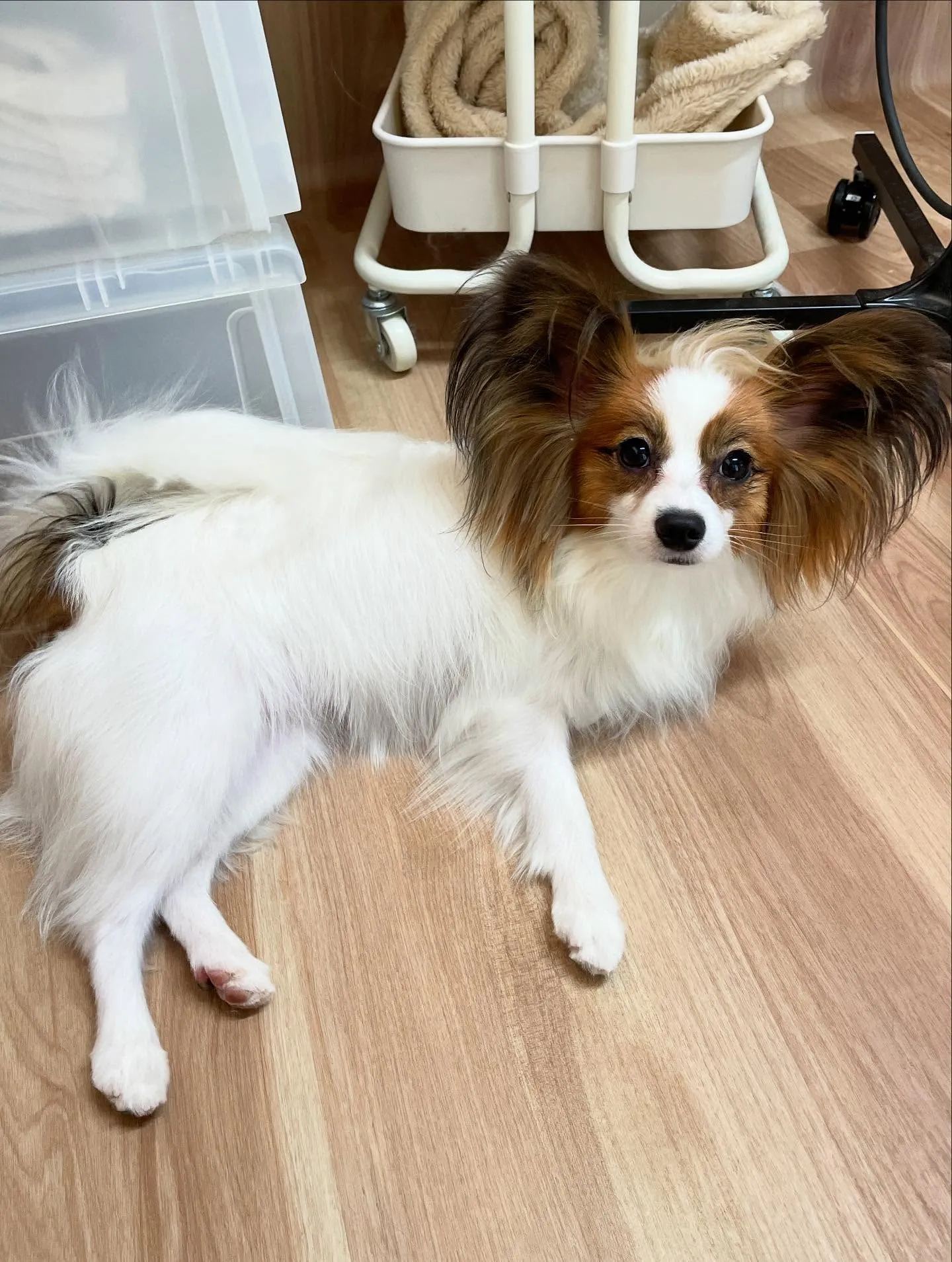🍃今日のトリミング🍃パピヨン🐶｜名東区・千種区・守山区の動物...