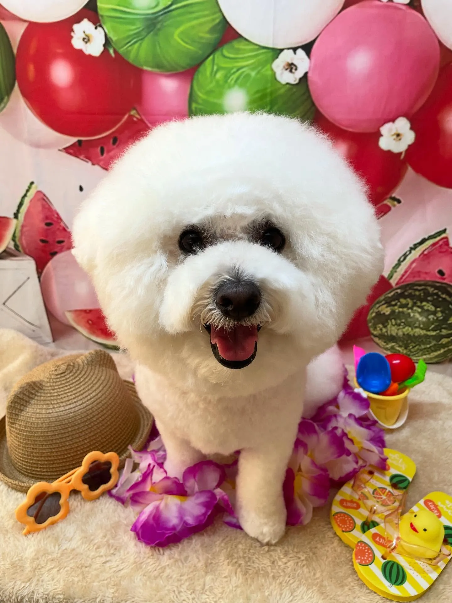 🍃今日のトリミング🍃ビションフリーゼ🐶｜名東区・千種区・守山...