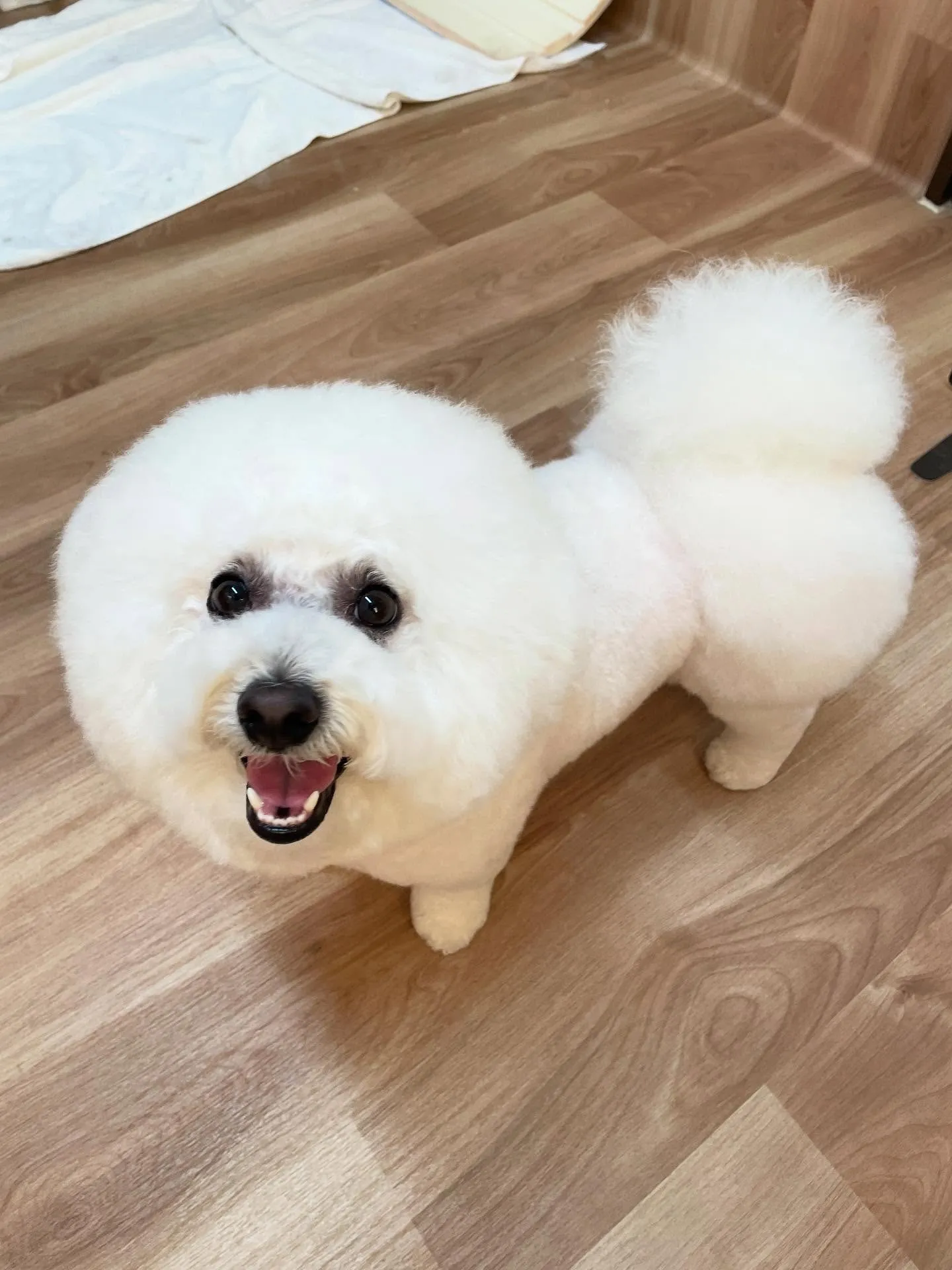 🍃今日のトリミング🍃ビションフリーゼ🐶｜名東区・千種区・守山...