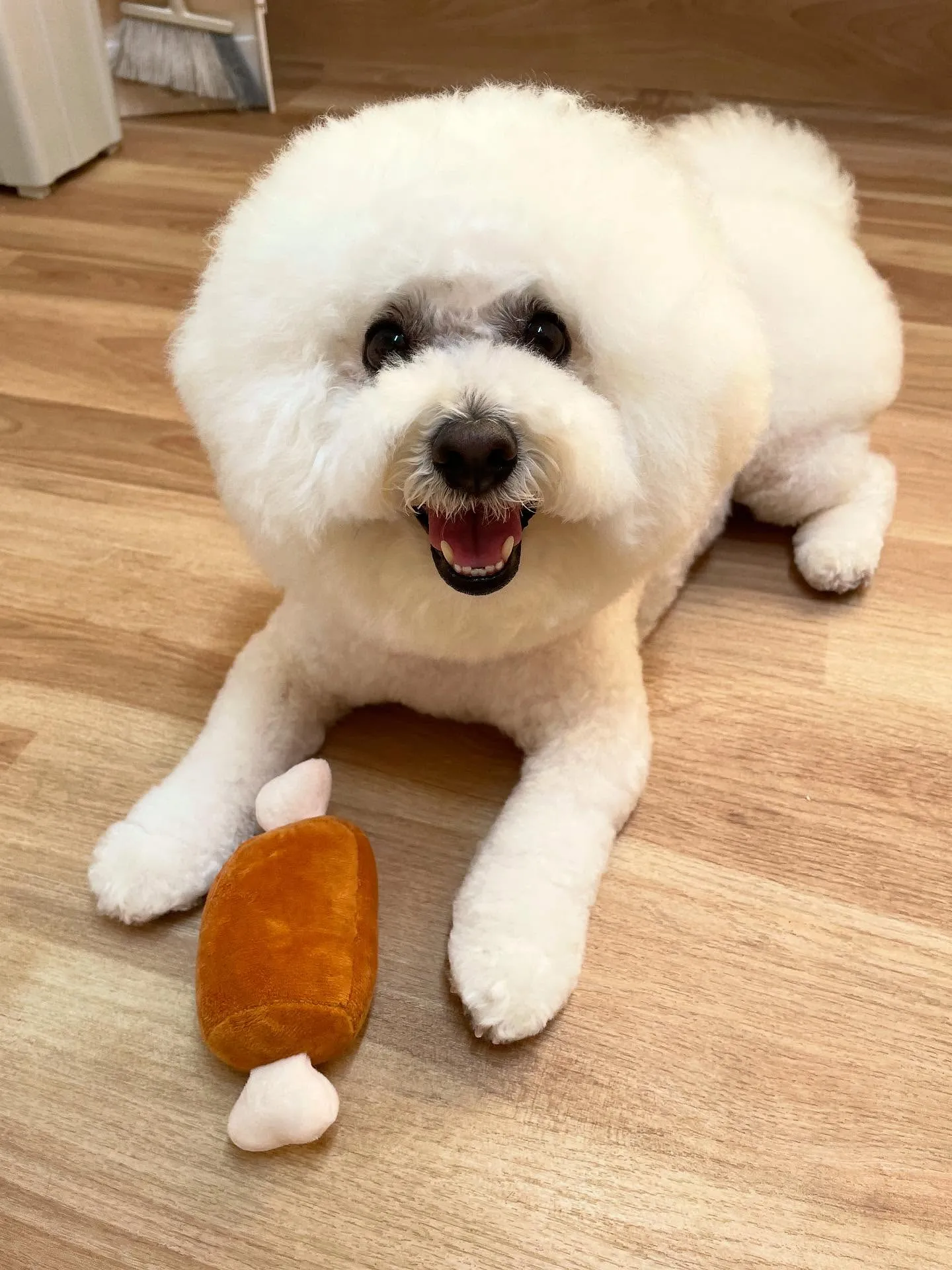 🍃今日のトリミング🍃ビションフリーゼ🐶｜名東区・千種区・守山...