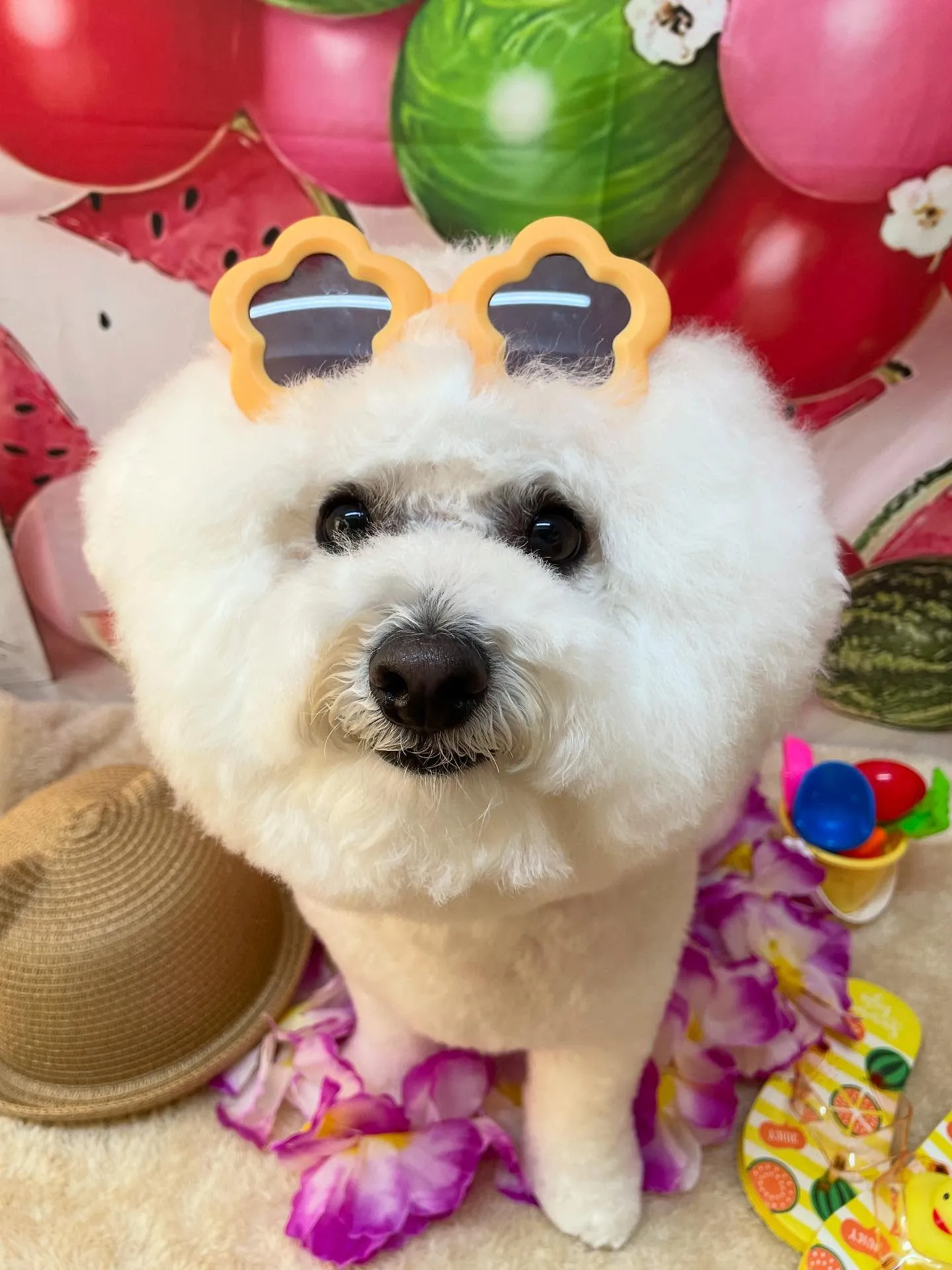 🍃今日のトリミング🍃ビションフリーゼ🐶｜名東区・千種区・守山...