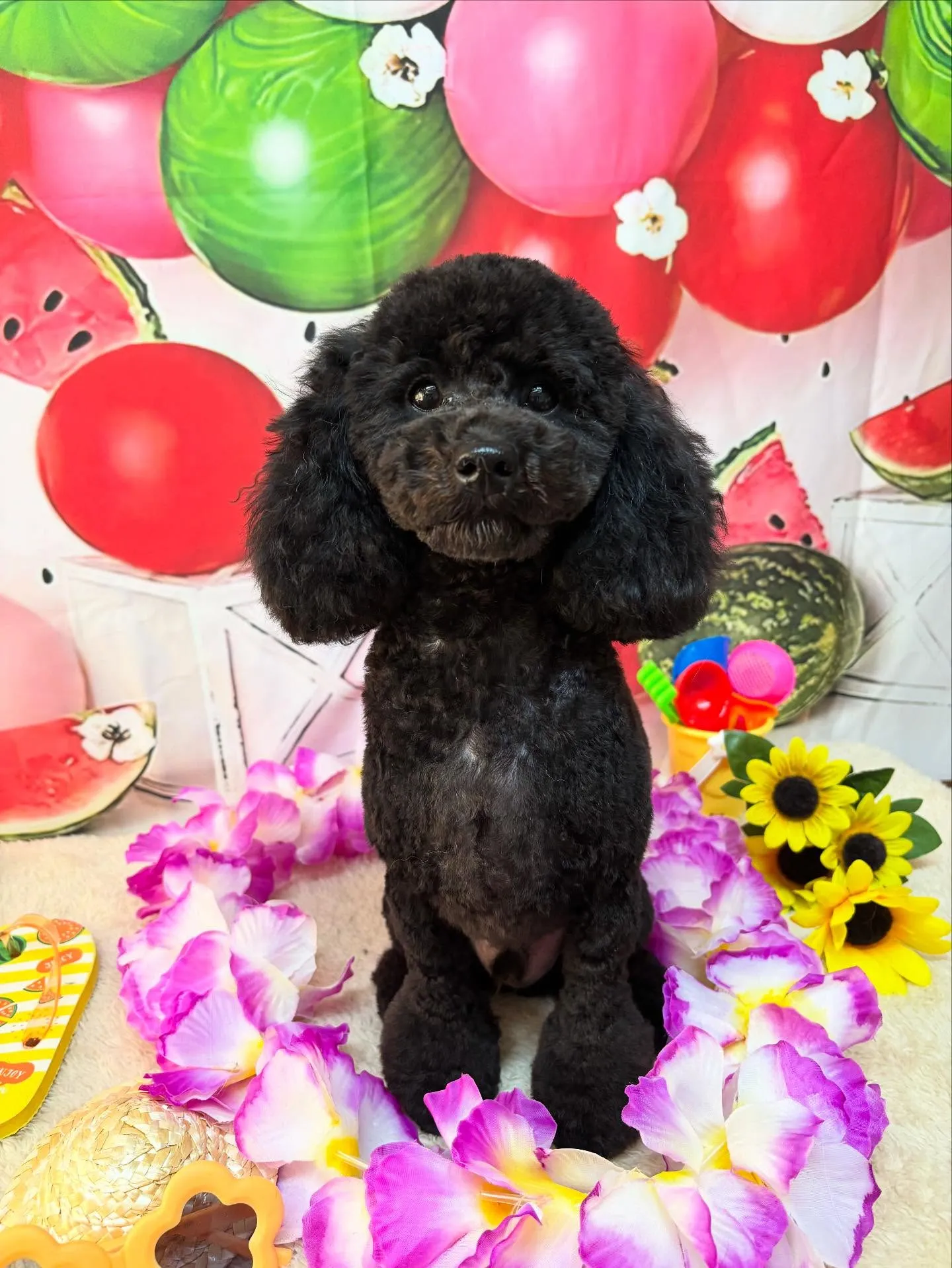 🍃今日のトリミング🍃トイプードル🐶｜名東区・千種区・守山区の...