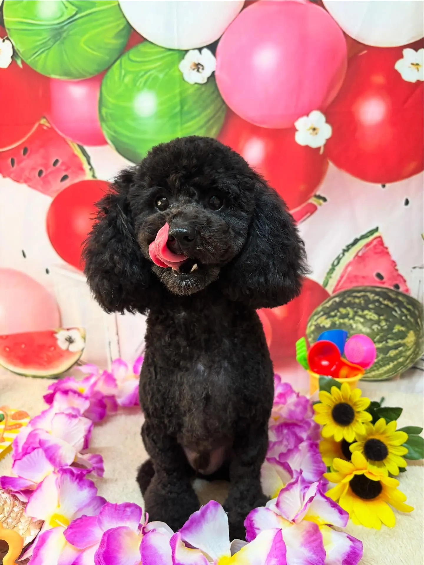 🍃今日のトリミング🍃トイプードル🐶｜名東区・千種区・守山区の...