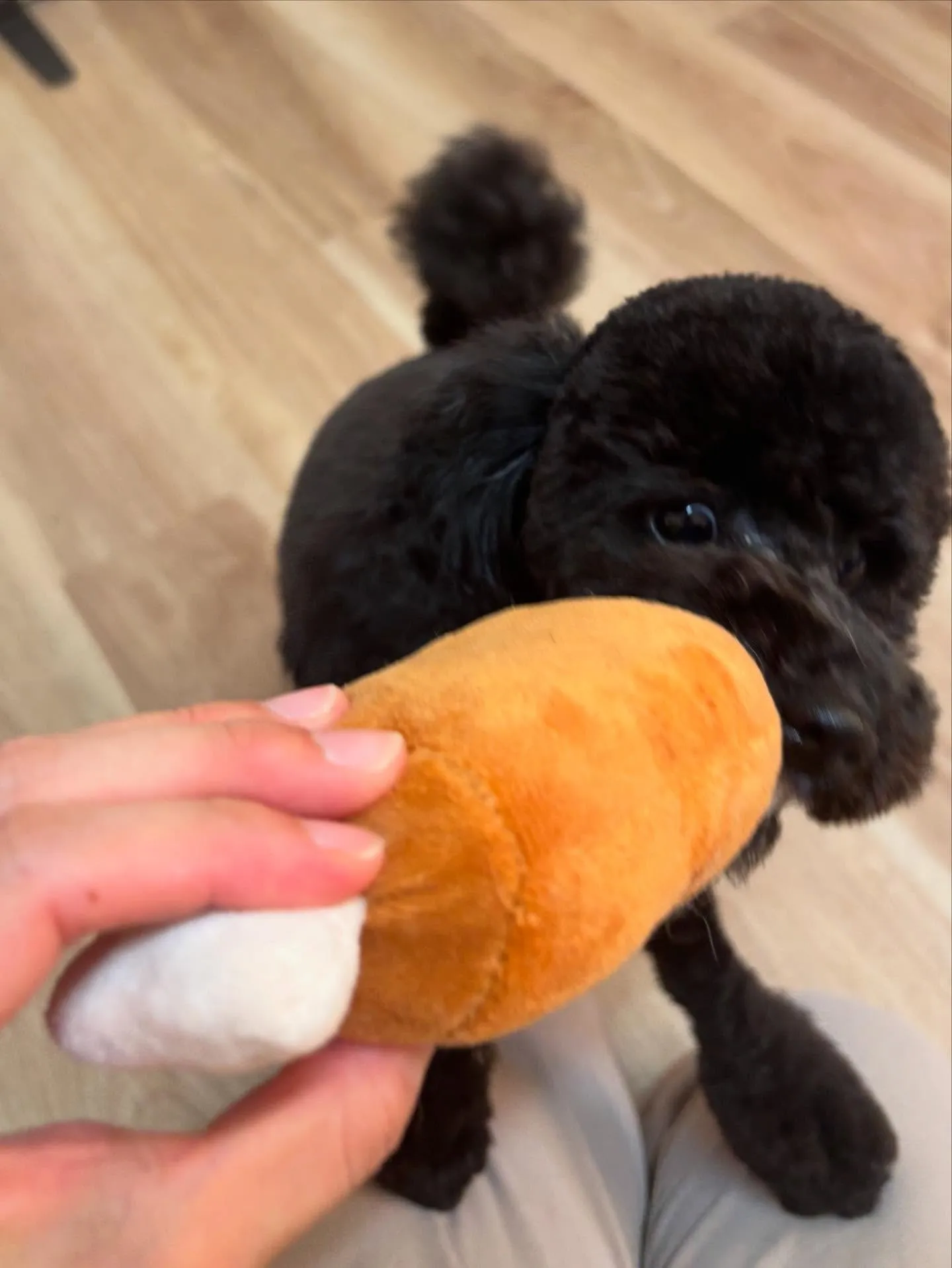 🍃今日のトリミング🍃トイプードル🐶｜名東区・千種区・守山区の...