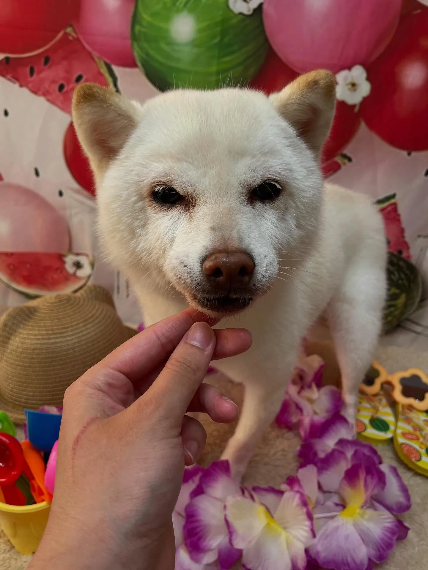 🍃今日のトリミング🍃プードル🐶シュナウザー🐶柴犬🐶｜名東区・...