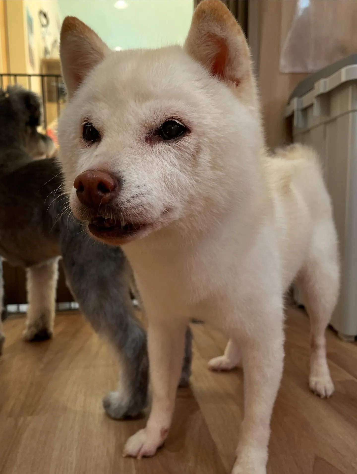 🍃今日のトリミング🍃プードル🐶シュナウザー🐶柴犬🐶｜名東区・...