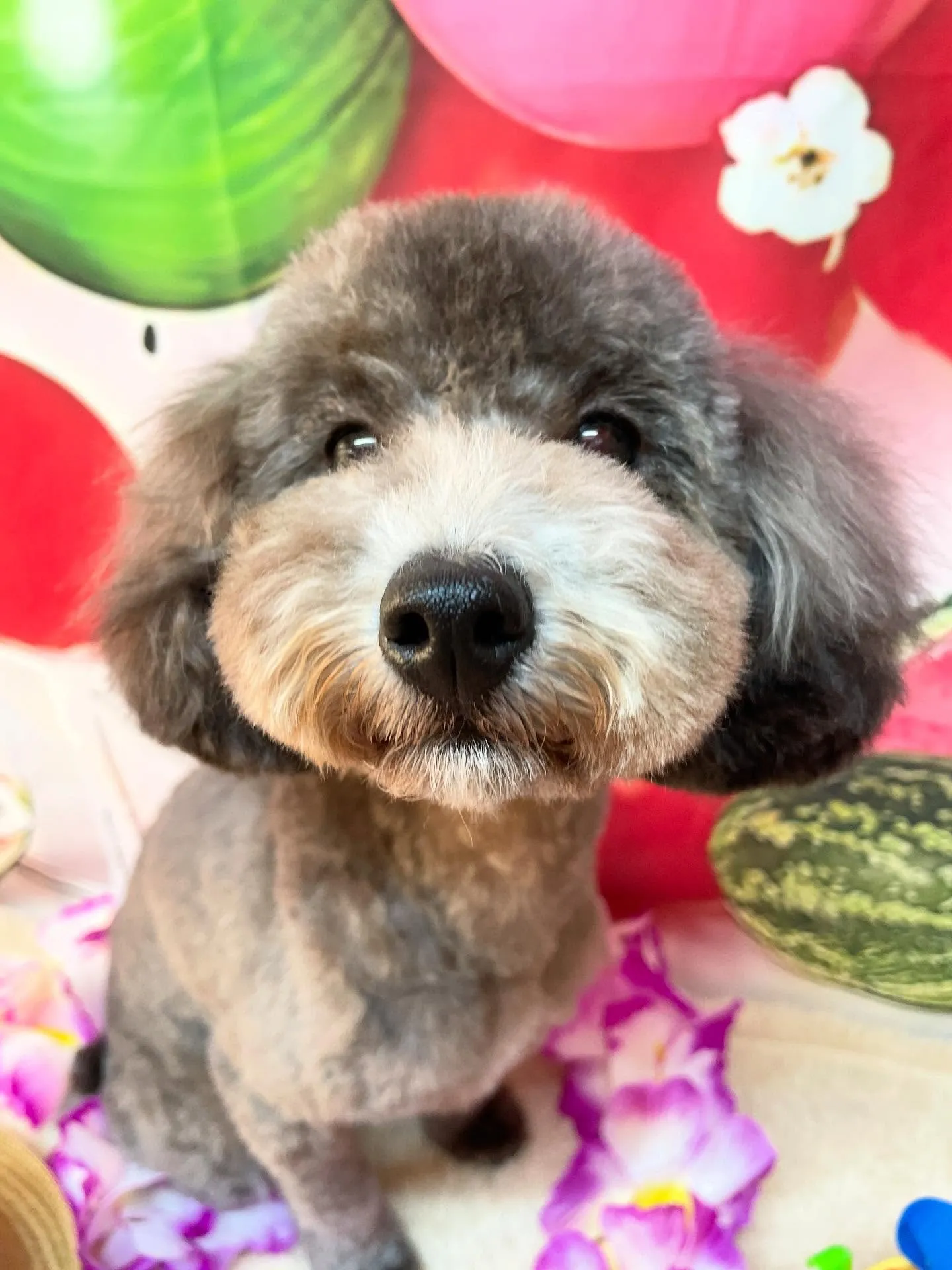 🍃今日のトリミング🍃プードル🐶｜名東区・千種区・守山区の動物...