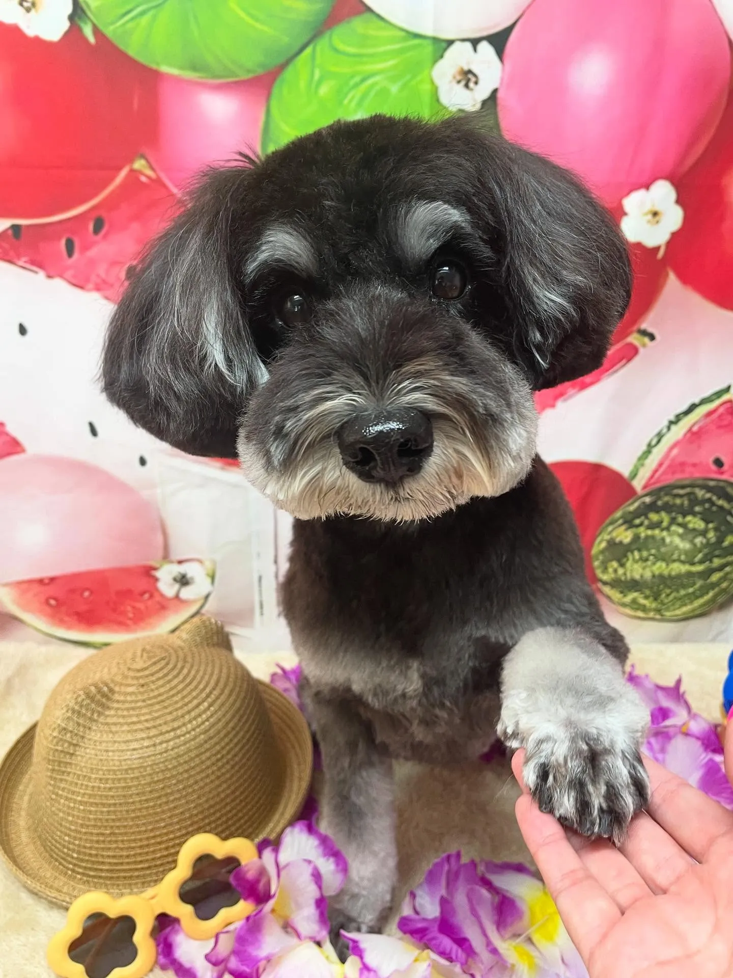 🍃今日のトリミング🍃シュナウザー🐶｜名東区・千種区・守山区の...