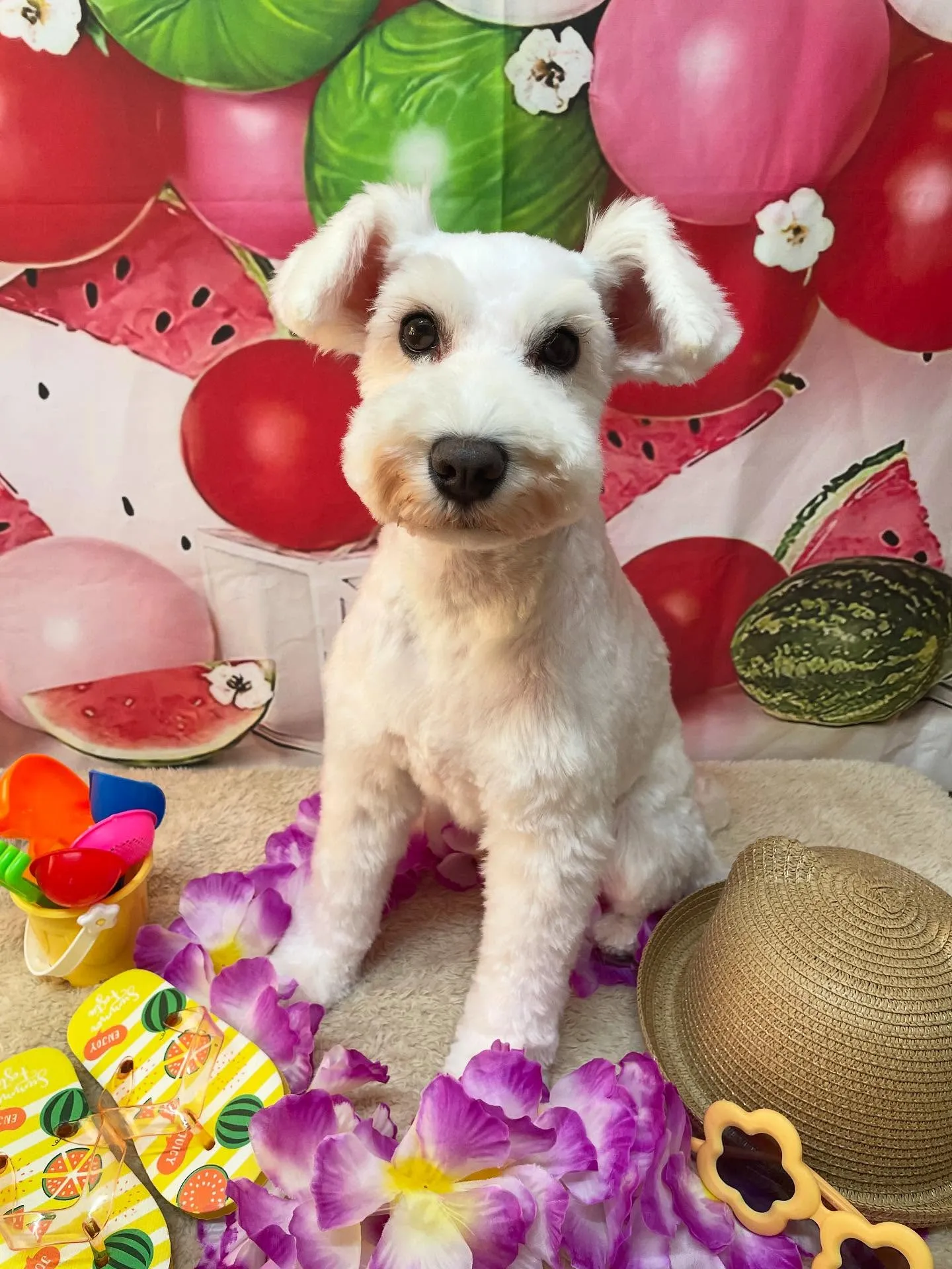 🍃今日のトリミング🍃シュナウザー🐶｜名東区・千種区・守山区の...