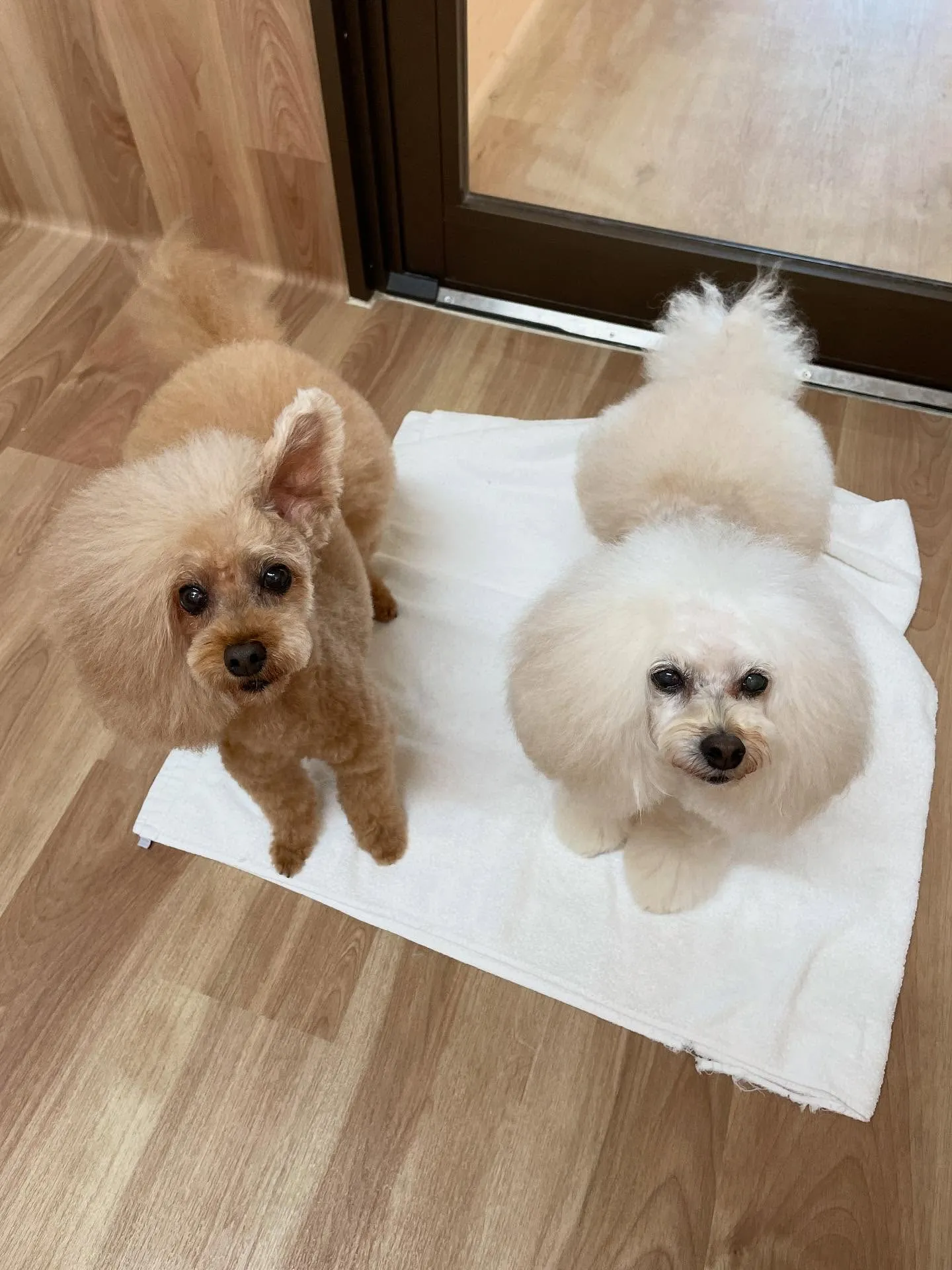 🍃今日のトリミング🍃プードル🐶｜名東区・千種区・守山区の動物...
