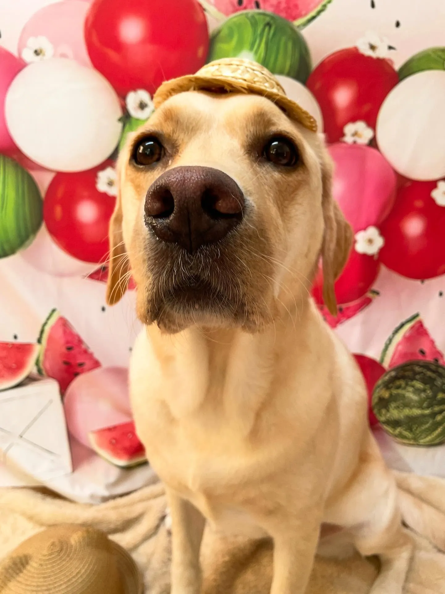 🍃今日のトリミング🍃ラブラドールレトリバー🐶｜名東区・千種区...