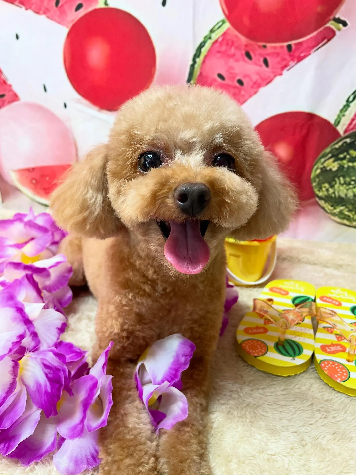 🍃今日のトリミング🍃プードル🐶｜名東区・千種区・守山区の動物...