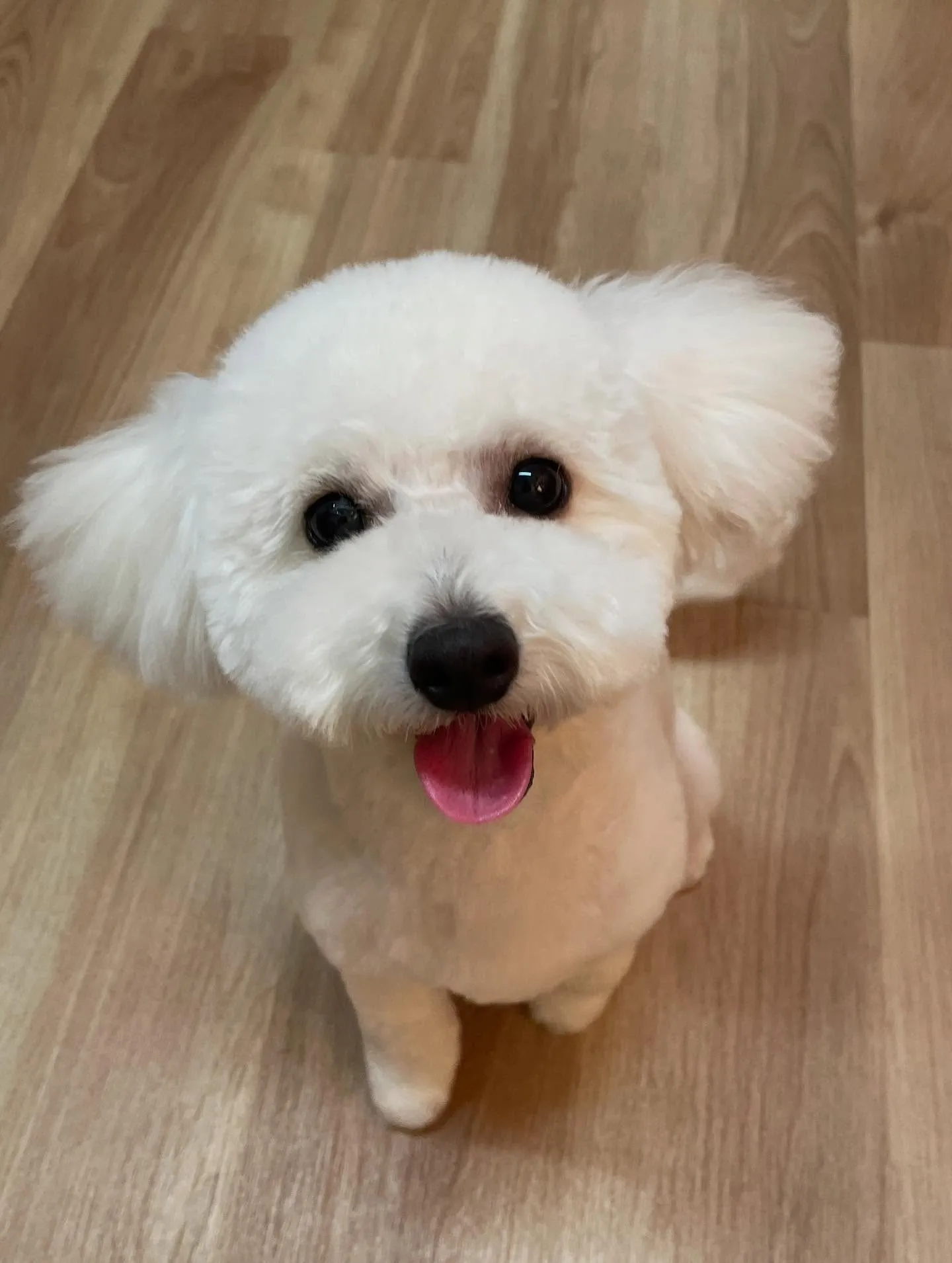 🍃今日のトリミング🍃ミックス犬🐶｜名東区・千種区・守山区の動...