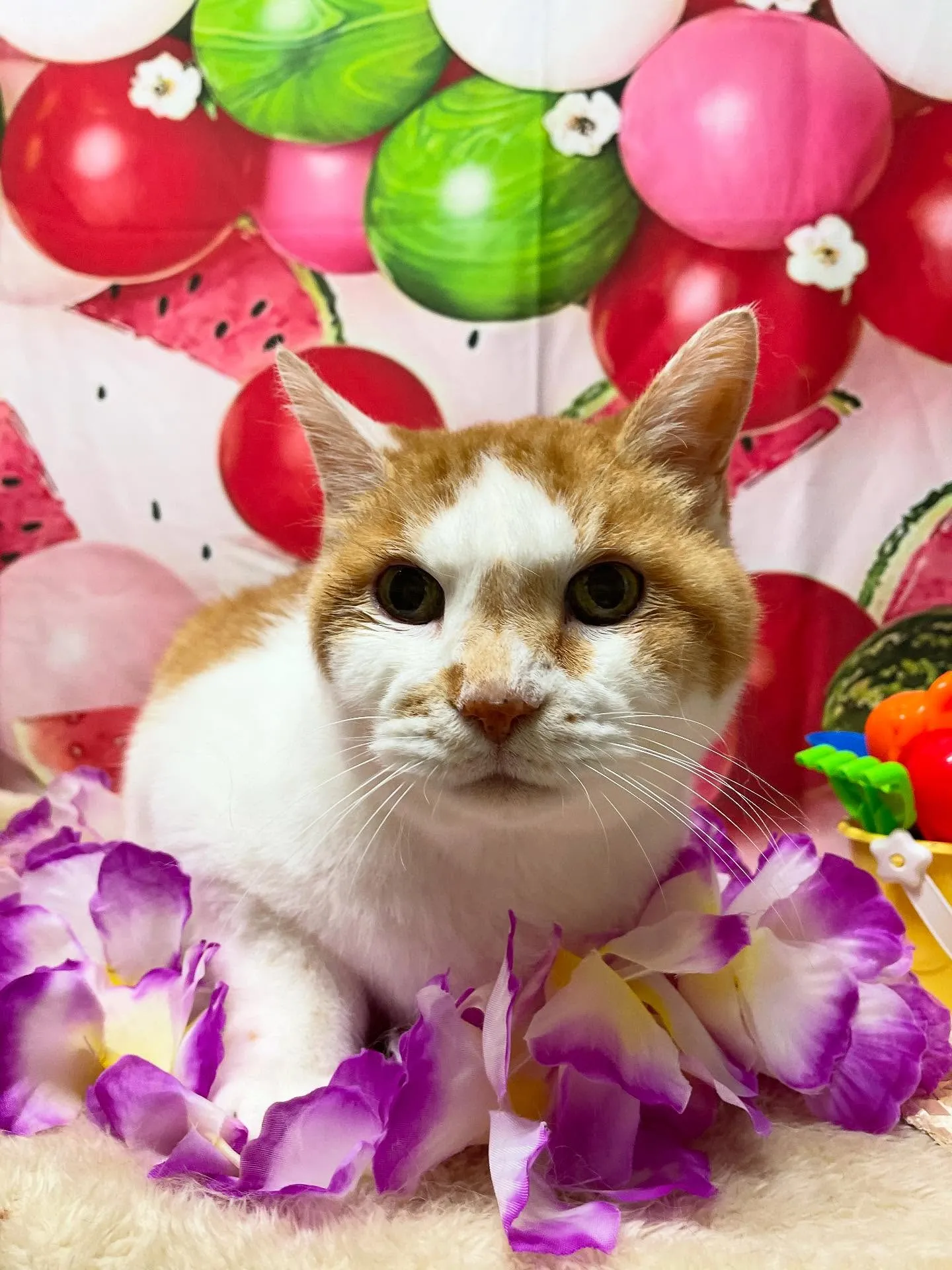 🍃今日のトリミング🍃日本猫🐱｜名東区・千種区・守山区の動物病...