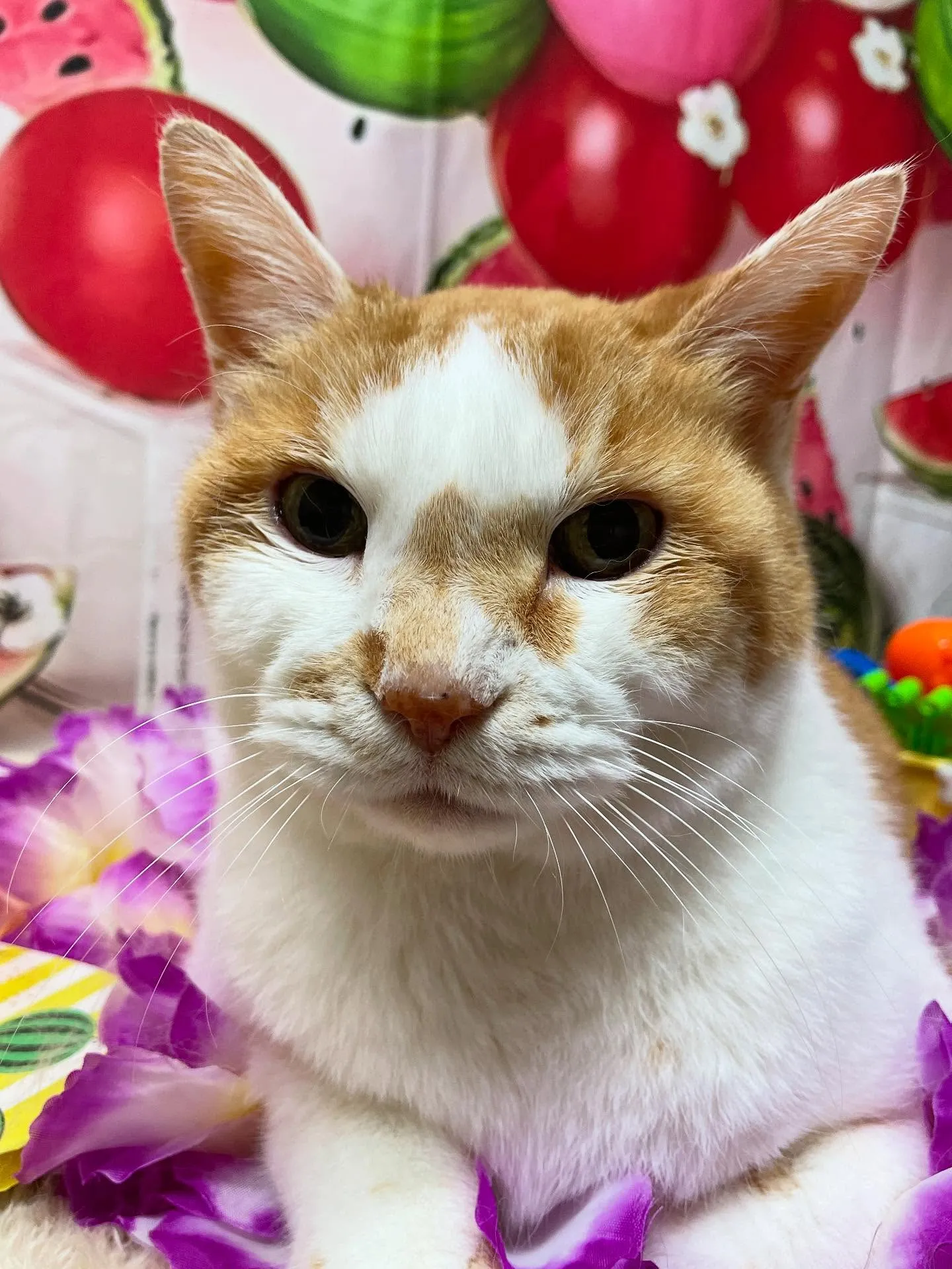🍃今日のトリミング🍃日本猫🐱｜名東区・千種区・守山区の動物病...