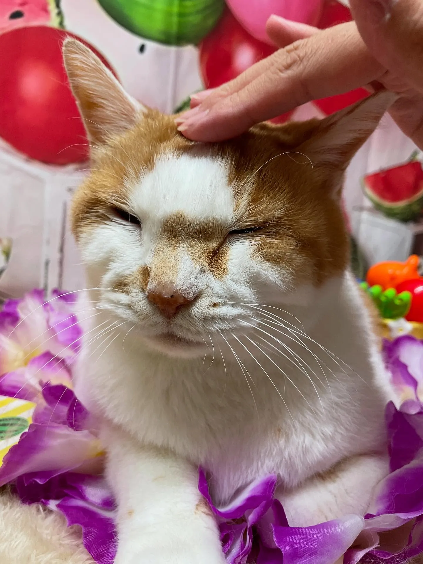 🍃今日のトリミング🍃日本猫🐱｜名東区・千種区・守山区の動物病...