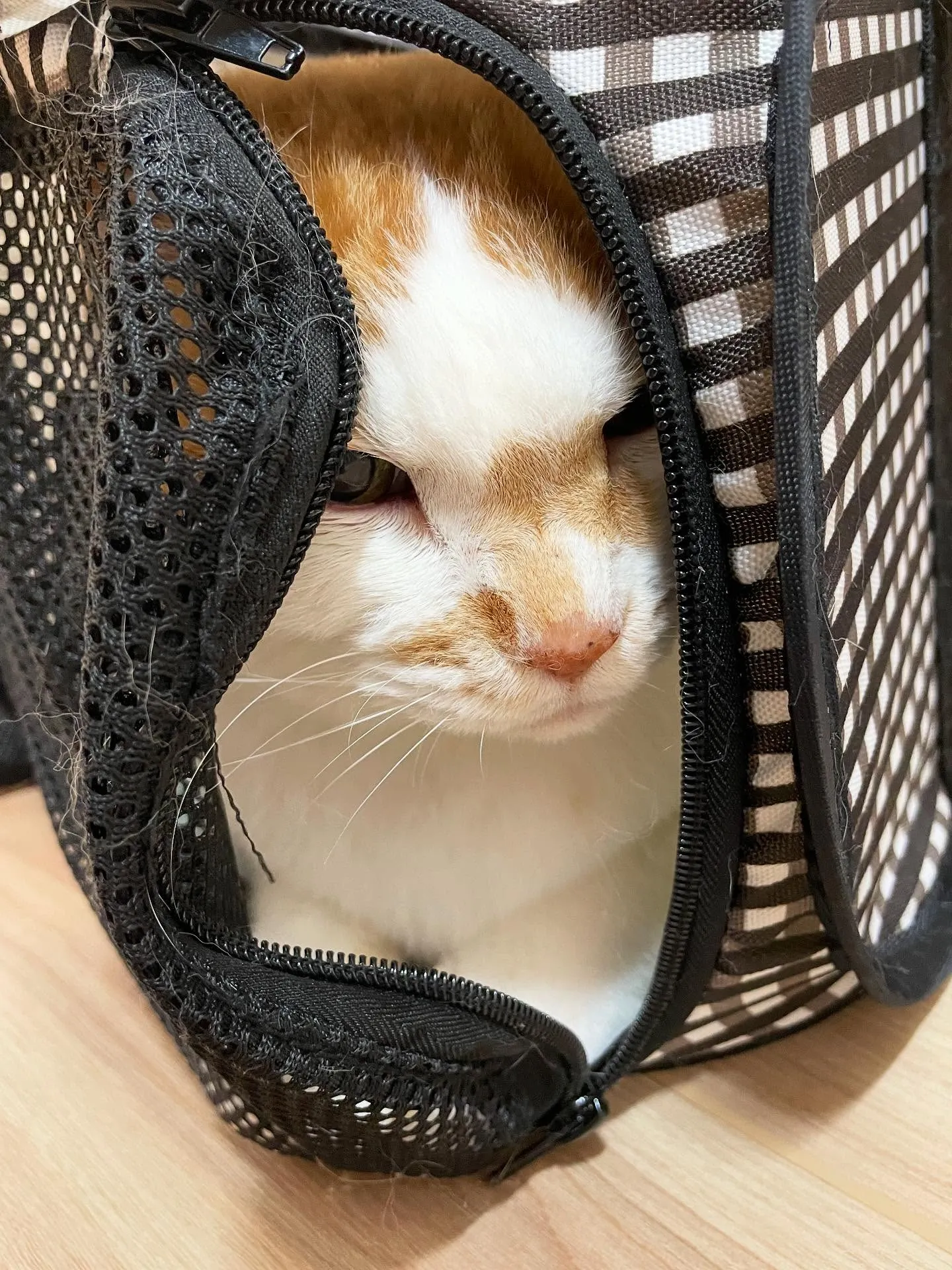 🍃今日のトリミング🍃日本猫🐱｜名東区・千種区・守山区の動物病...