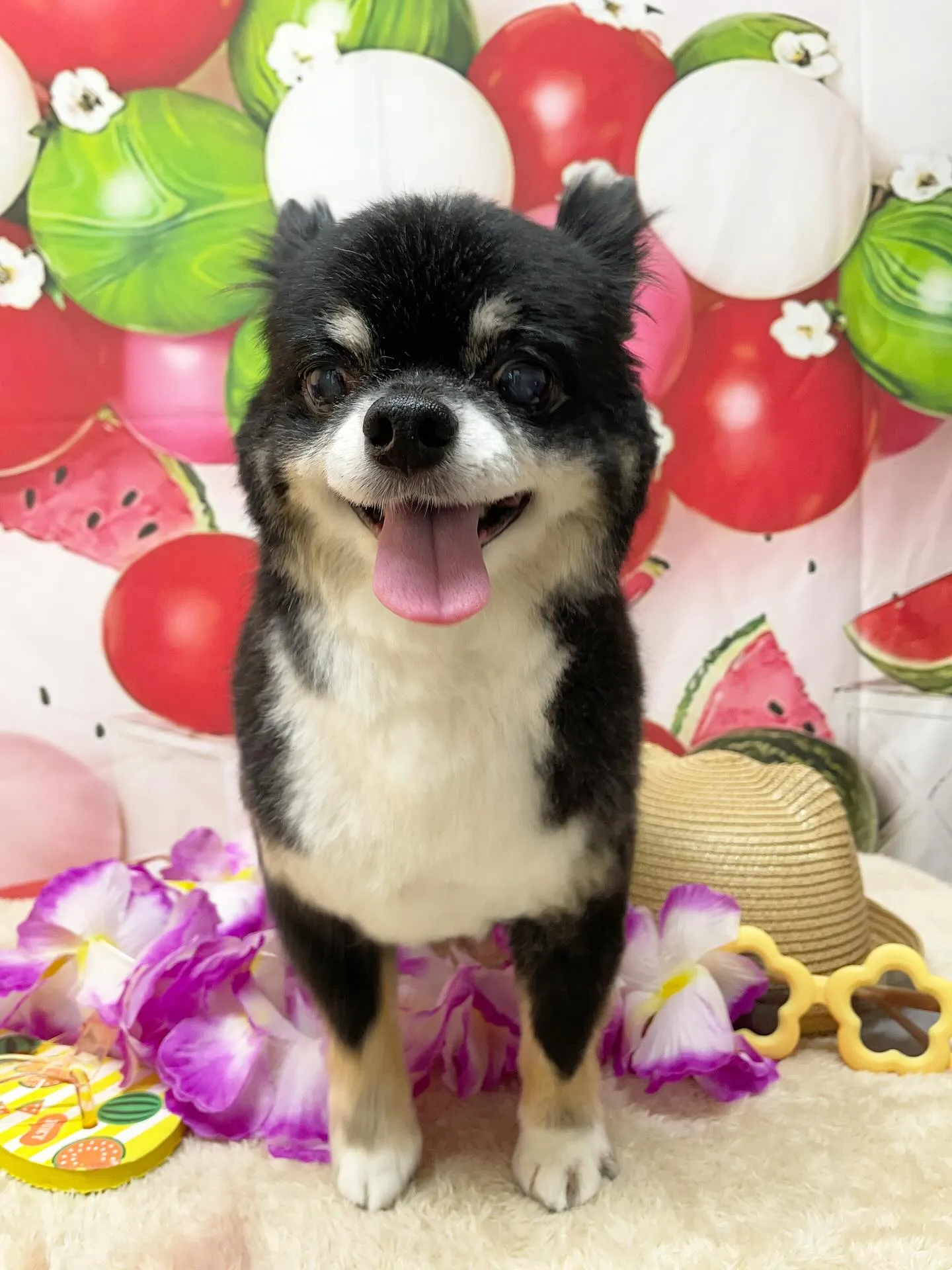 🍃今日のトリミング🍃チワワ🐶｜名東区・千種区・守山区の動物病...