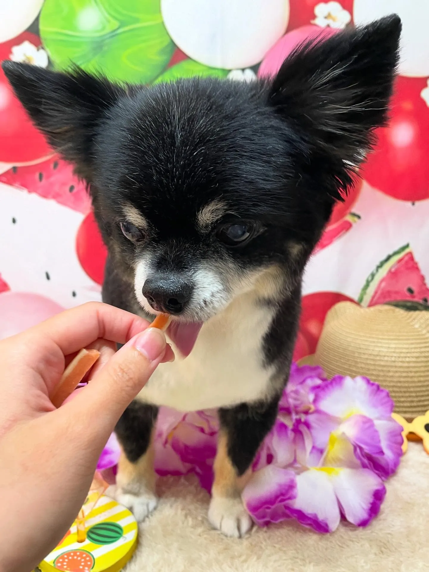 🍃今日のトリミング🍃チワワ🐶｜名東区・千種区・守山区の動物病...