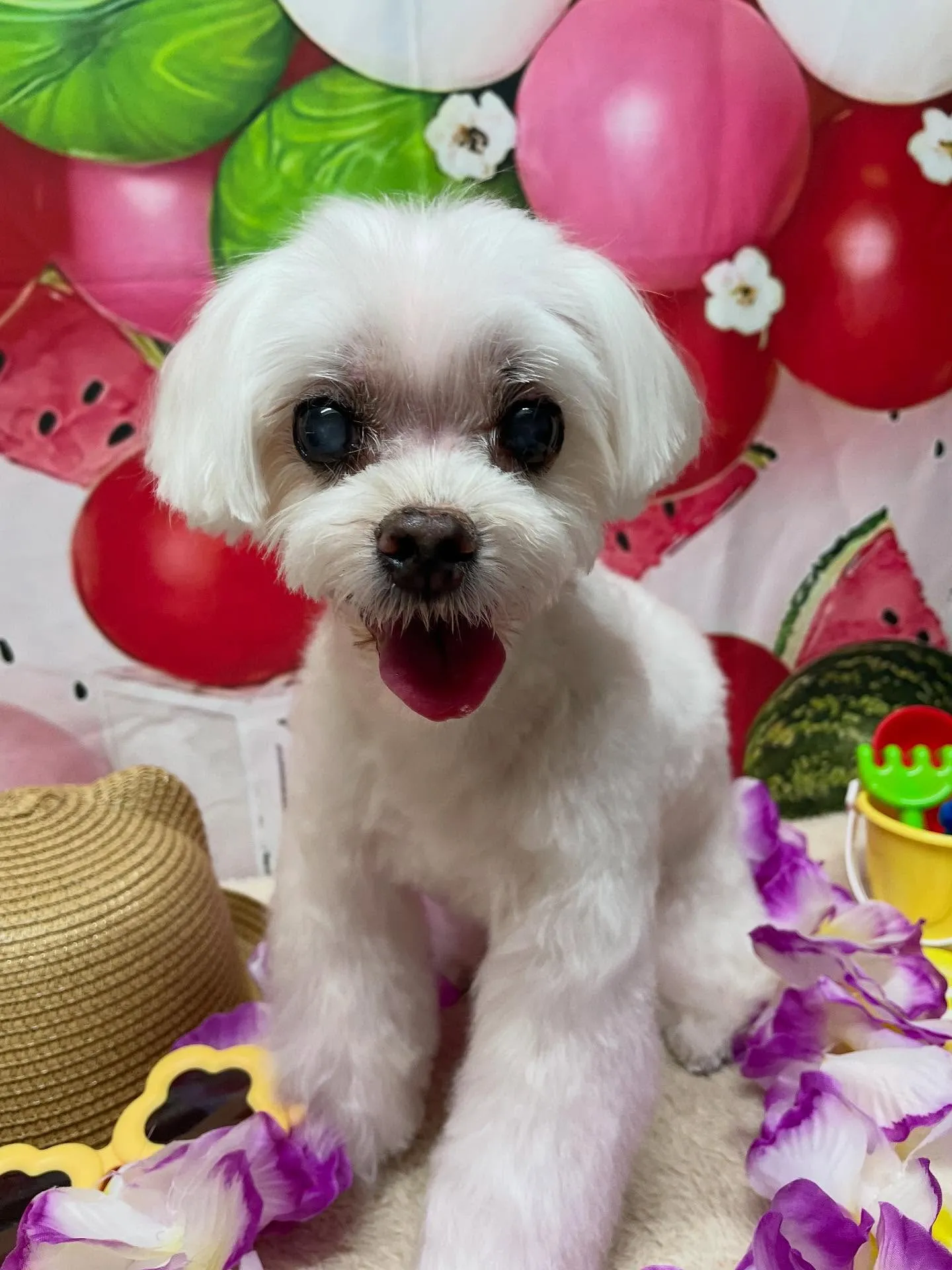 🍃今日のトリミング🍃マルチーズ🐶｜名東区・千種区・守山区の動...