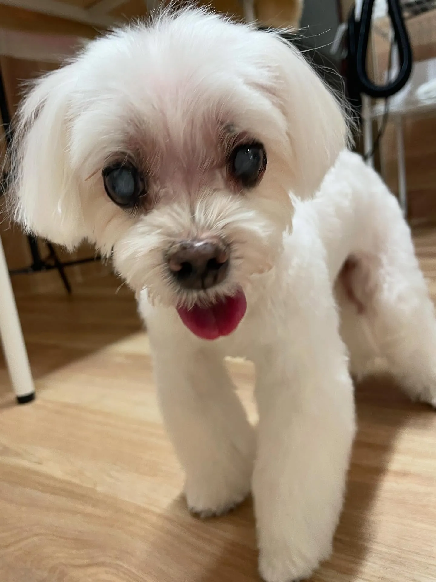 🍃今日のトリミング🍃マルチーズ🐶｜名東区・千種区・守山区の動...