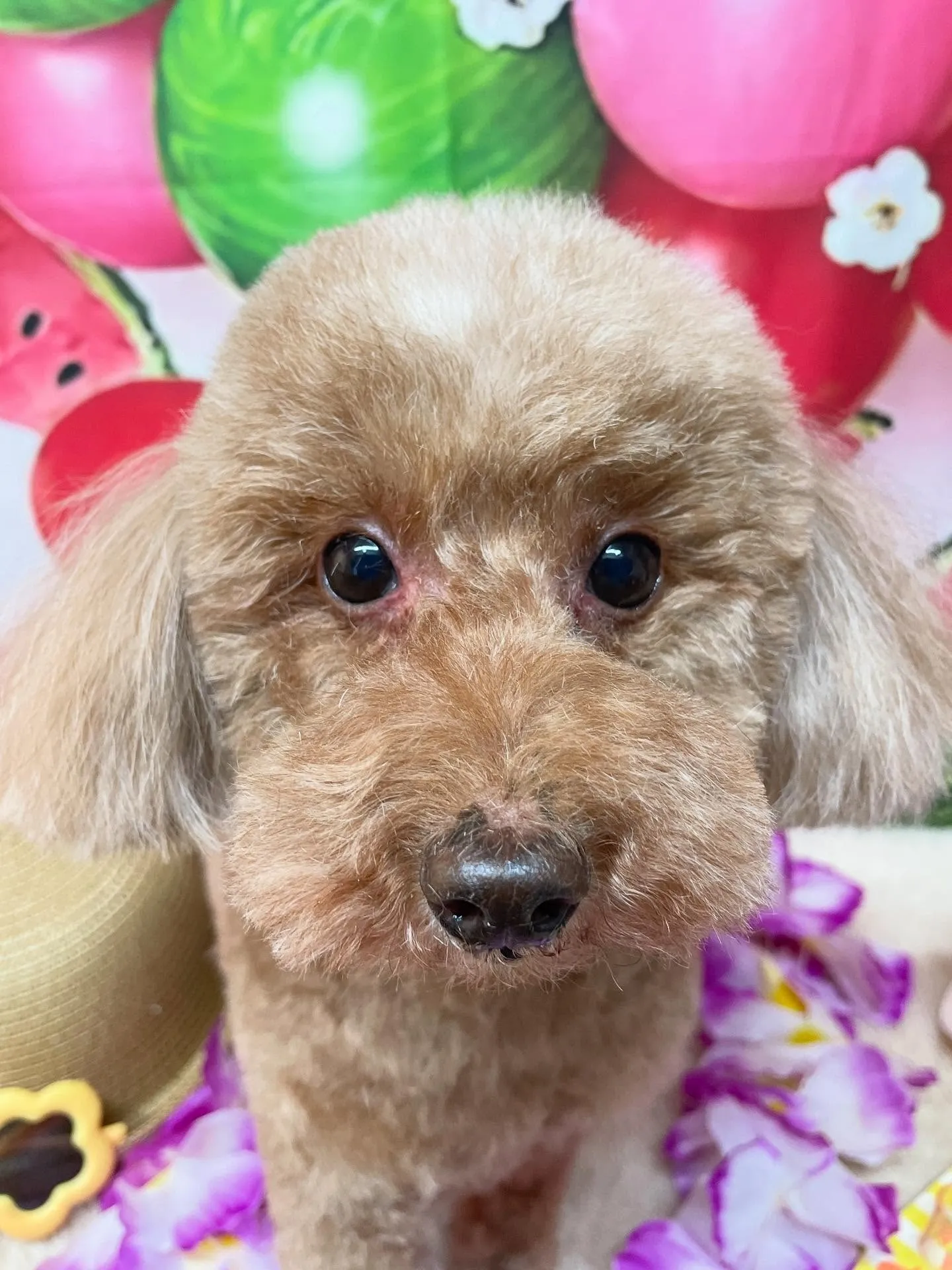 🍃今日のトリミング🍃プードル🐶｜名東区・千種区・守山区の動物...