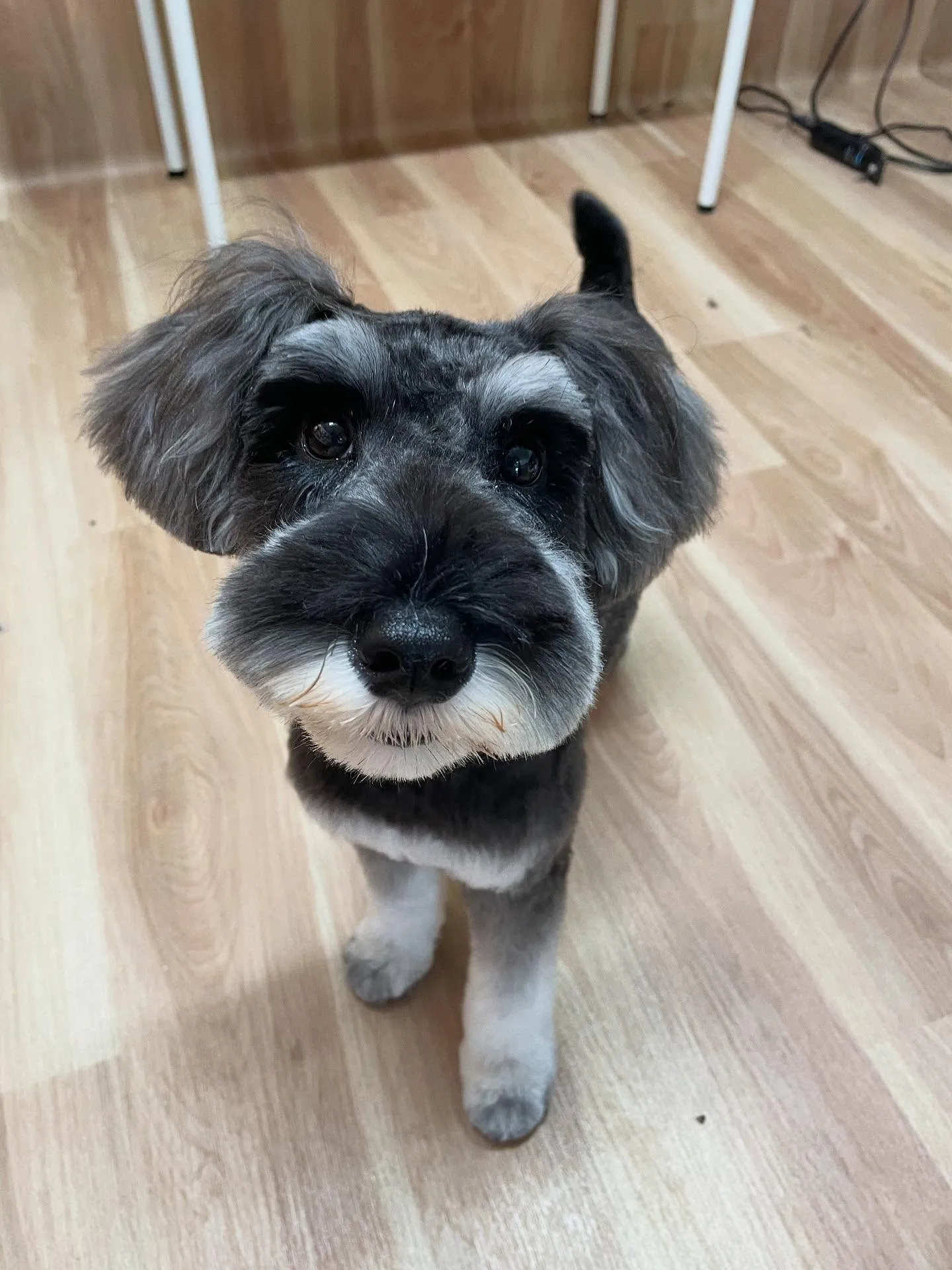 🍃今日のトリミング🍃シュナウザー🐶｜名東区・千種区・守山区の...