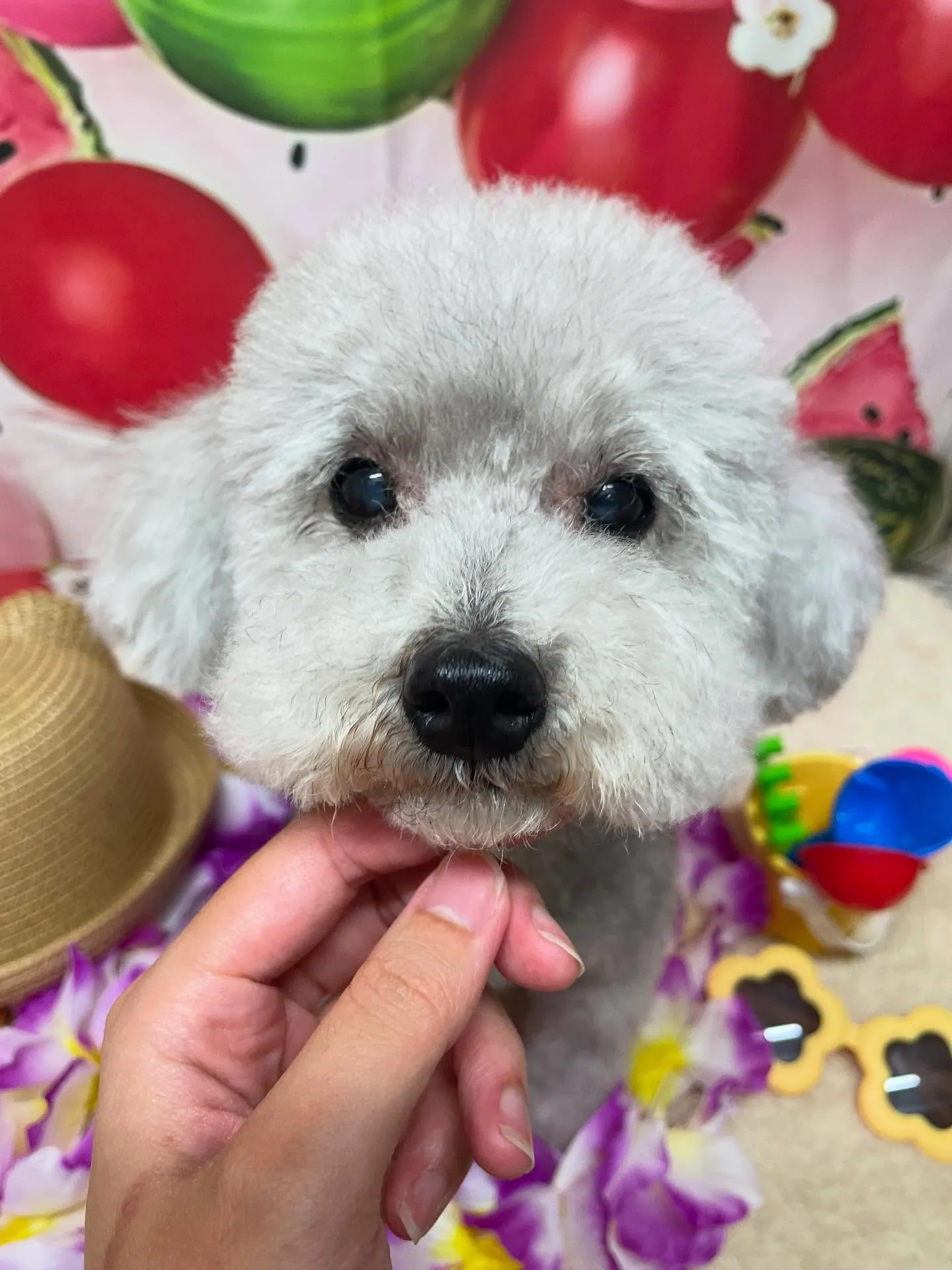 🍃今日のトリミング🍃プードル🐶｜名東区・千種区・守山区の動物...