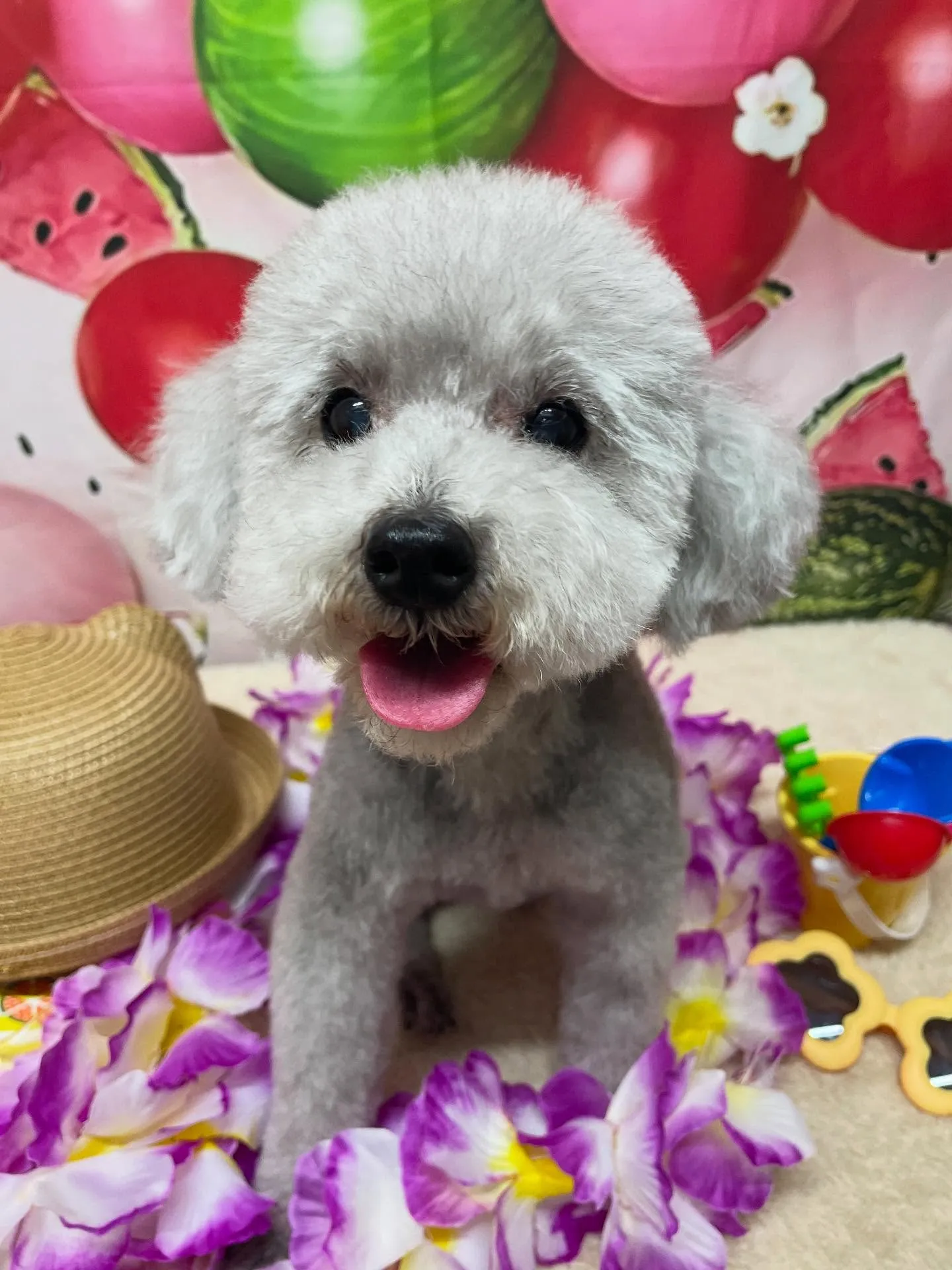 🍃今日のトリミング🍃プードル🐶｜名東区・千種区・守山区の動物...