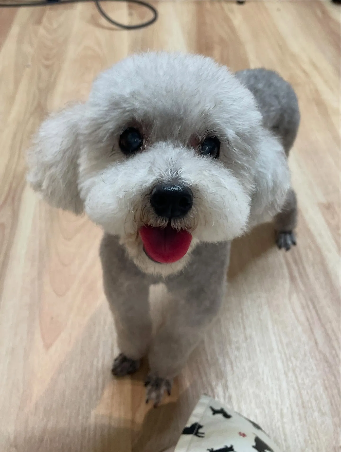 🍃今日のトリミング🍃プードル🐶｜名東区・千種区・守山区の動物...