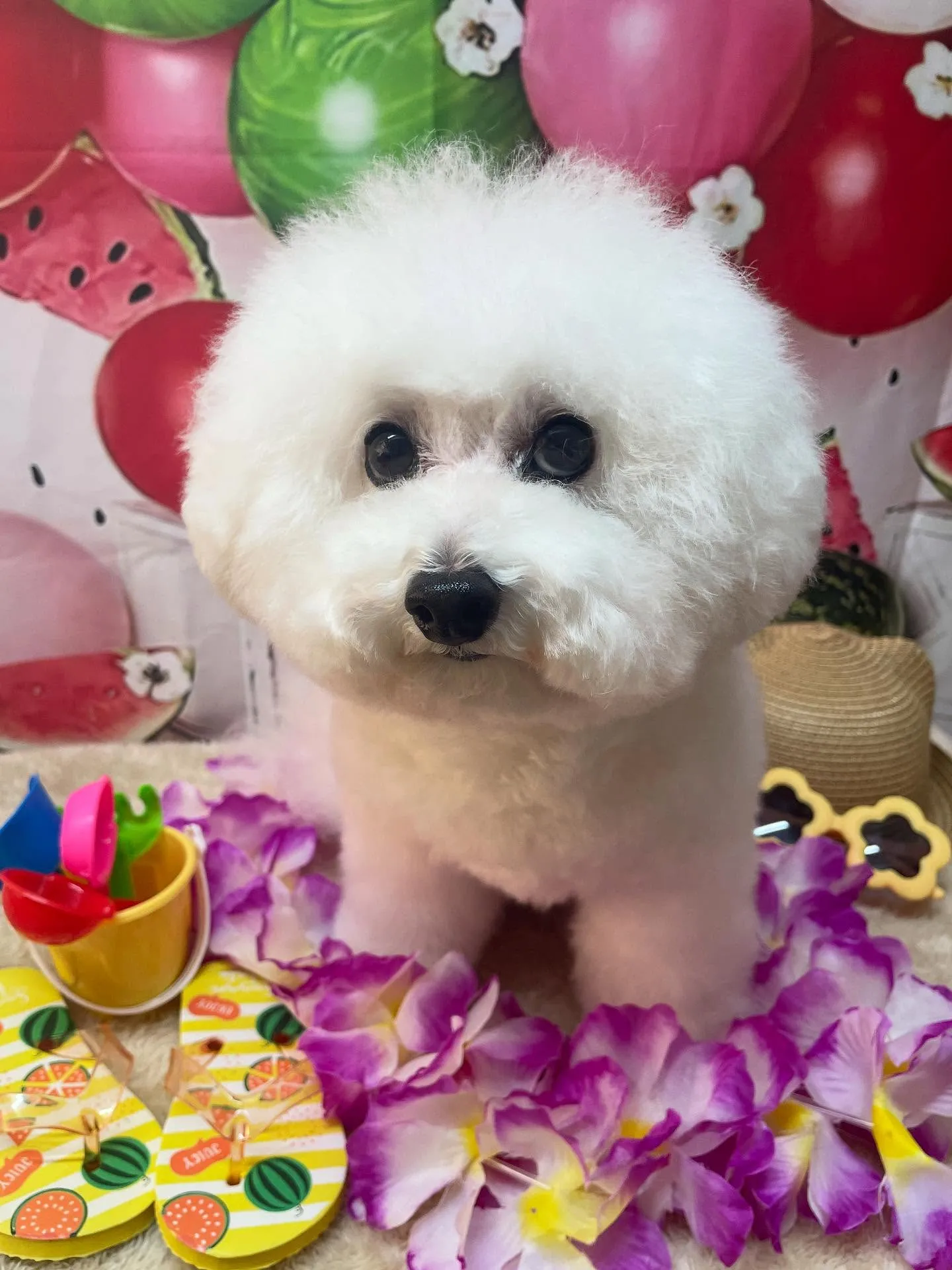 🍃今日のトリミング🍃プードル🐶｜名東区・千種区・守山区の動物...