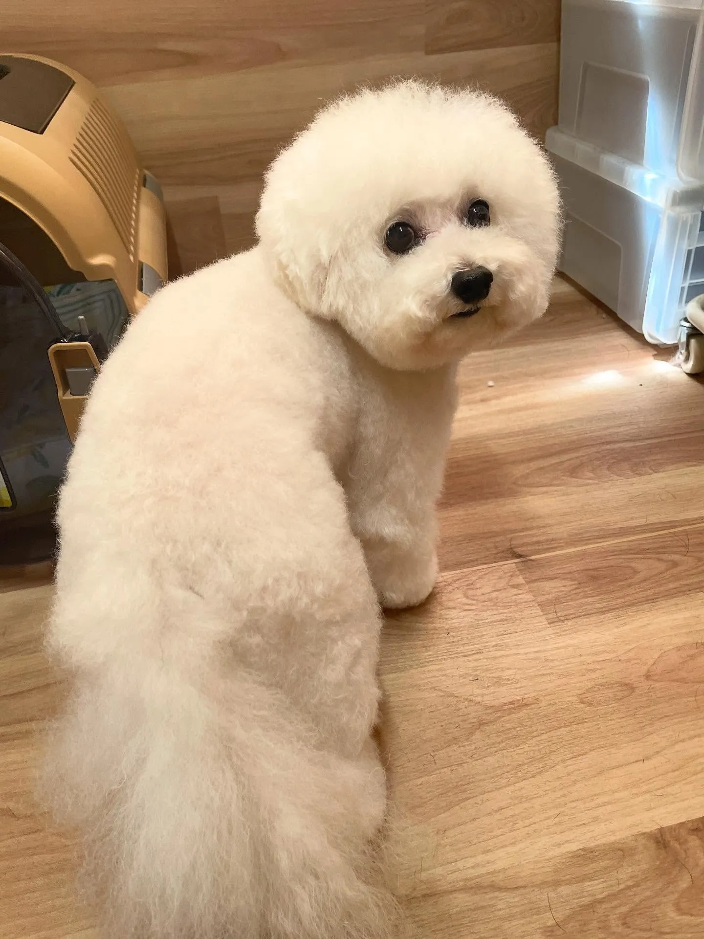 🍃今日のトリミング🍃プードル🐶｜名東区・千種区・守山区の動物...