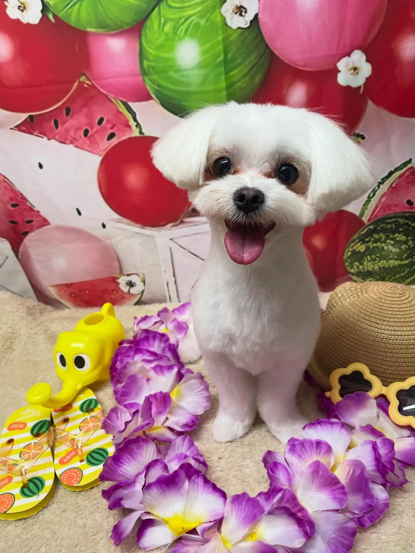 🍃今日のトリミング🍃マルチーズ🐶｜名東区・千種区・守山区の動...