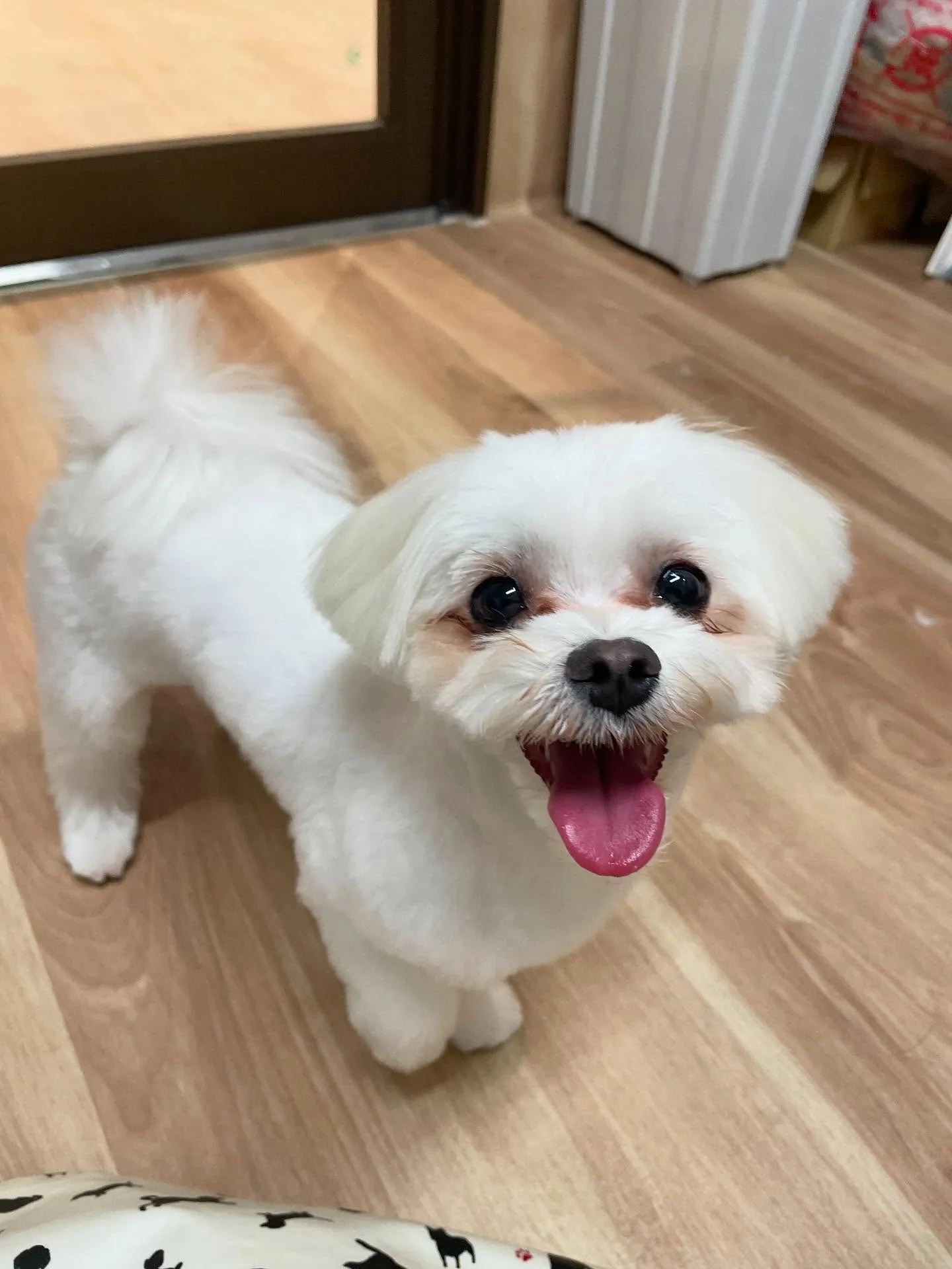 🍃今日のトリミング🍃マルチーズ🐶｜名東区・千種区・守山区の動...