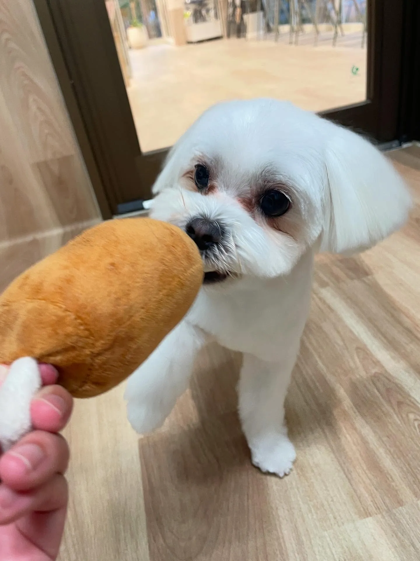🍃今日のトリミング🍃マルチーズ🐶｜名東区・千種区・守山区の動...