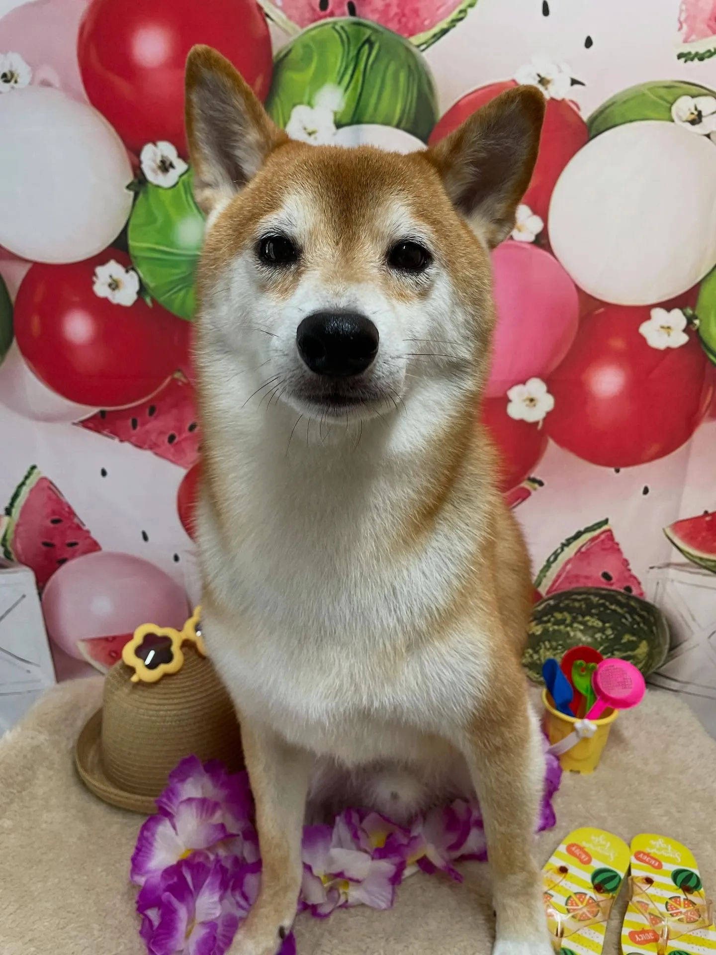 🍃今日のトリミング🍃柴犬🐶｜名東区・千種区・守山区の動物病院...