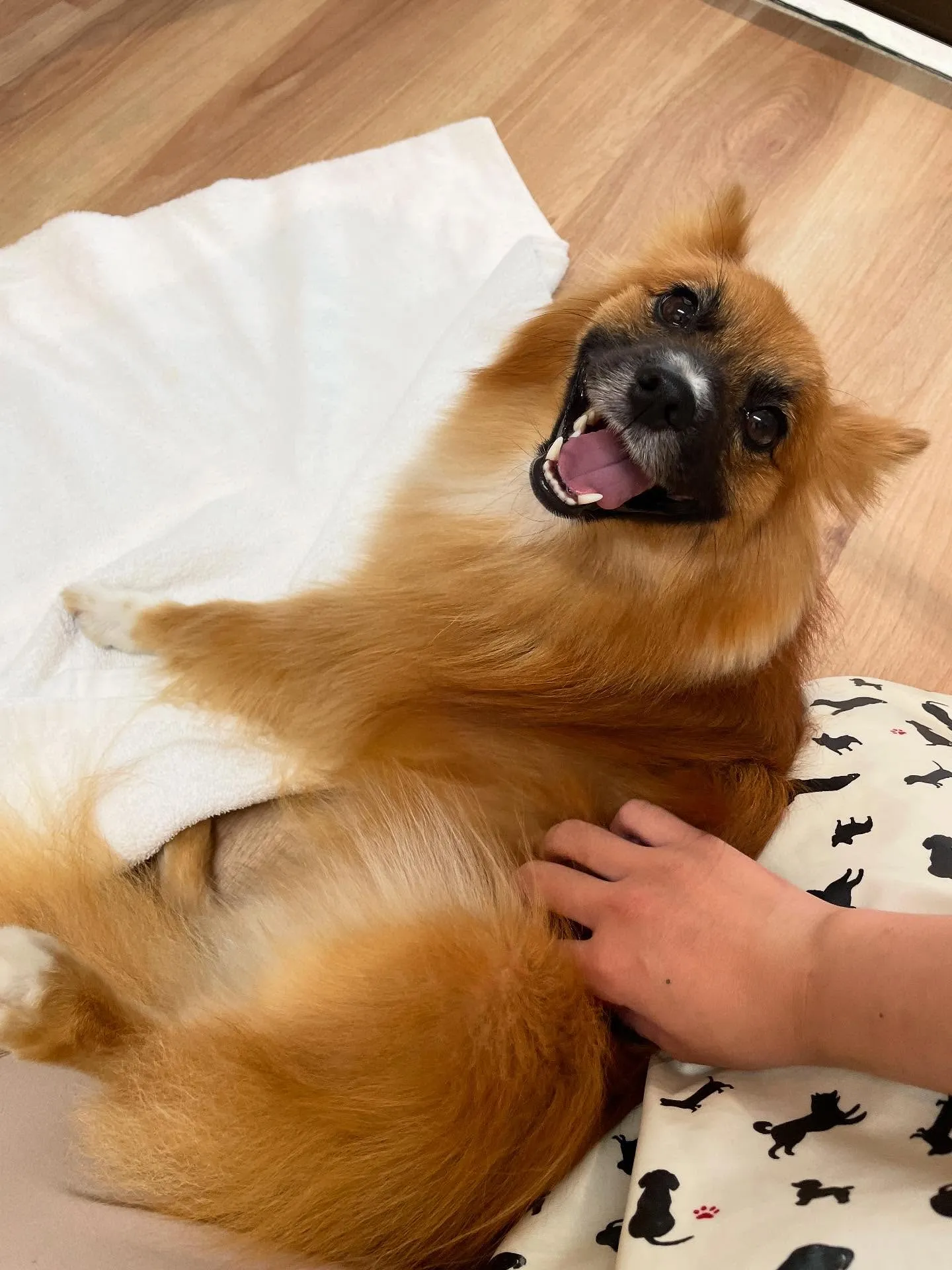 🍃今日のトリミング🍃ミックス犬🐶｜名東区・千種区・守山区の動...
