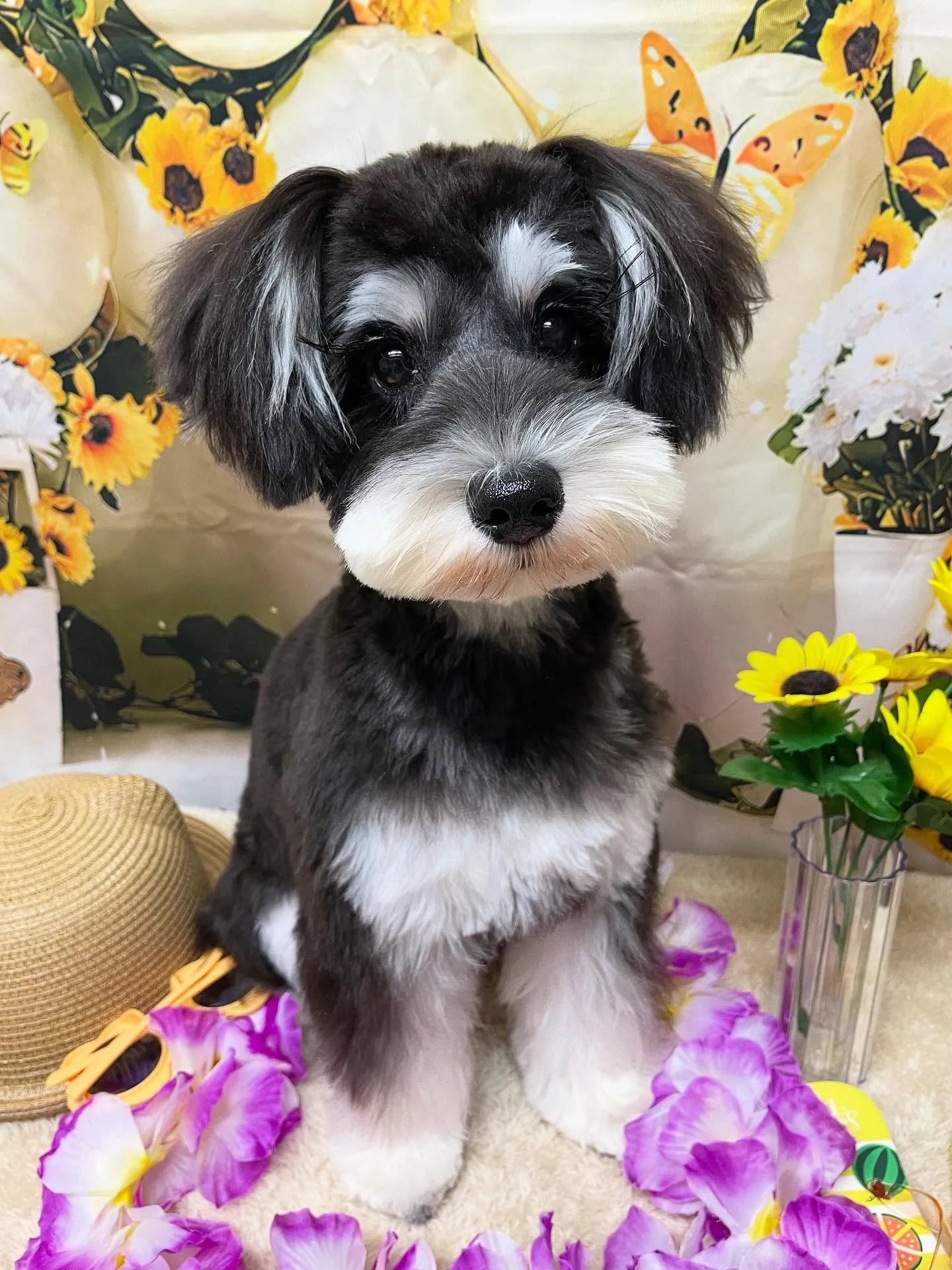 🍃今日のトリミング🍃シュナウザー🐶｜名東区・千種区・守山区の...