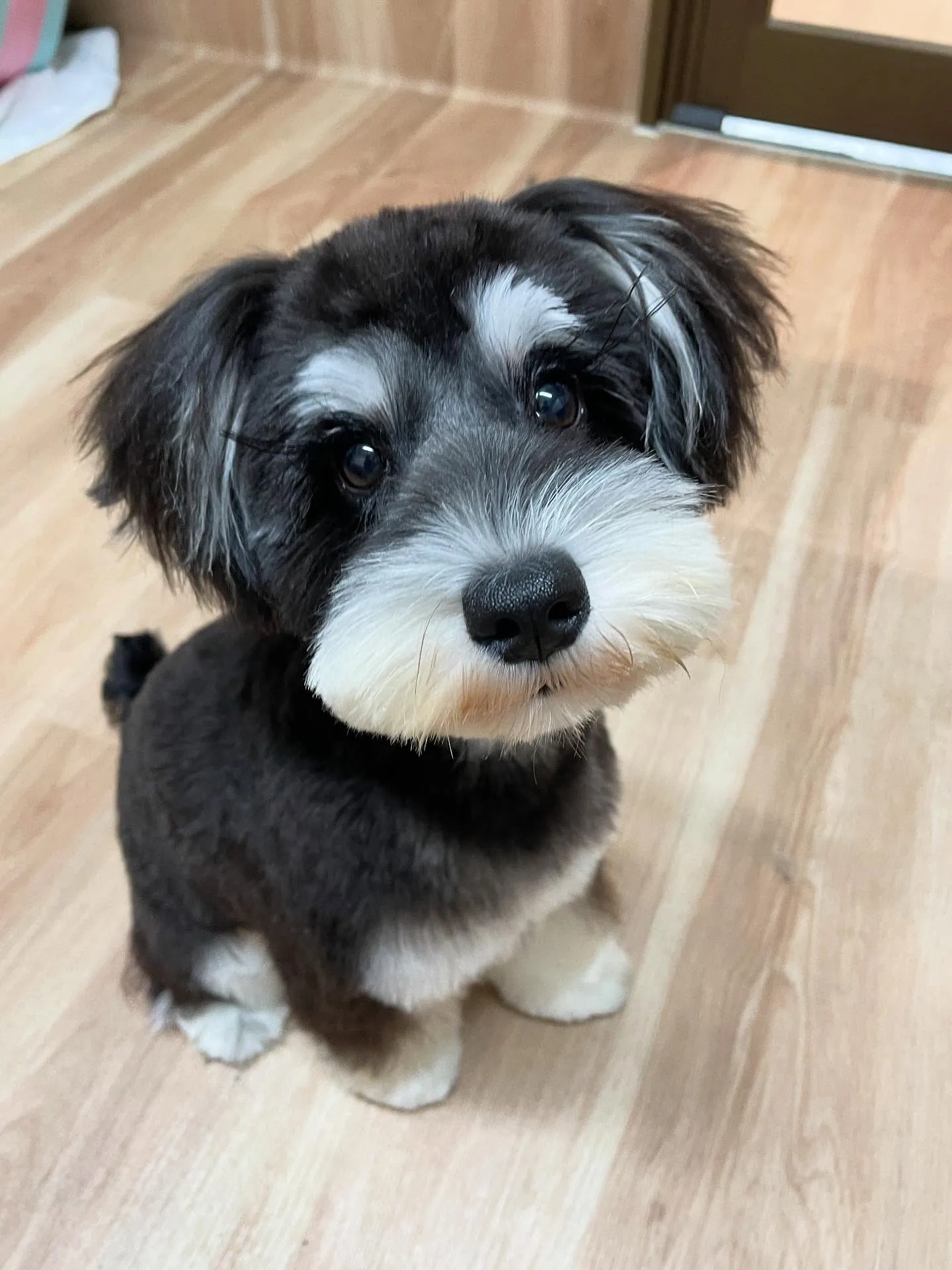 🍃今日のトリミング🍃シュナウザー🐶｜名東区・千種区・守山区の...