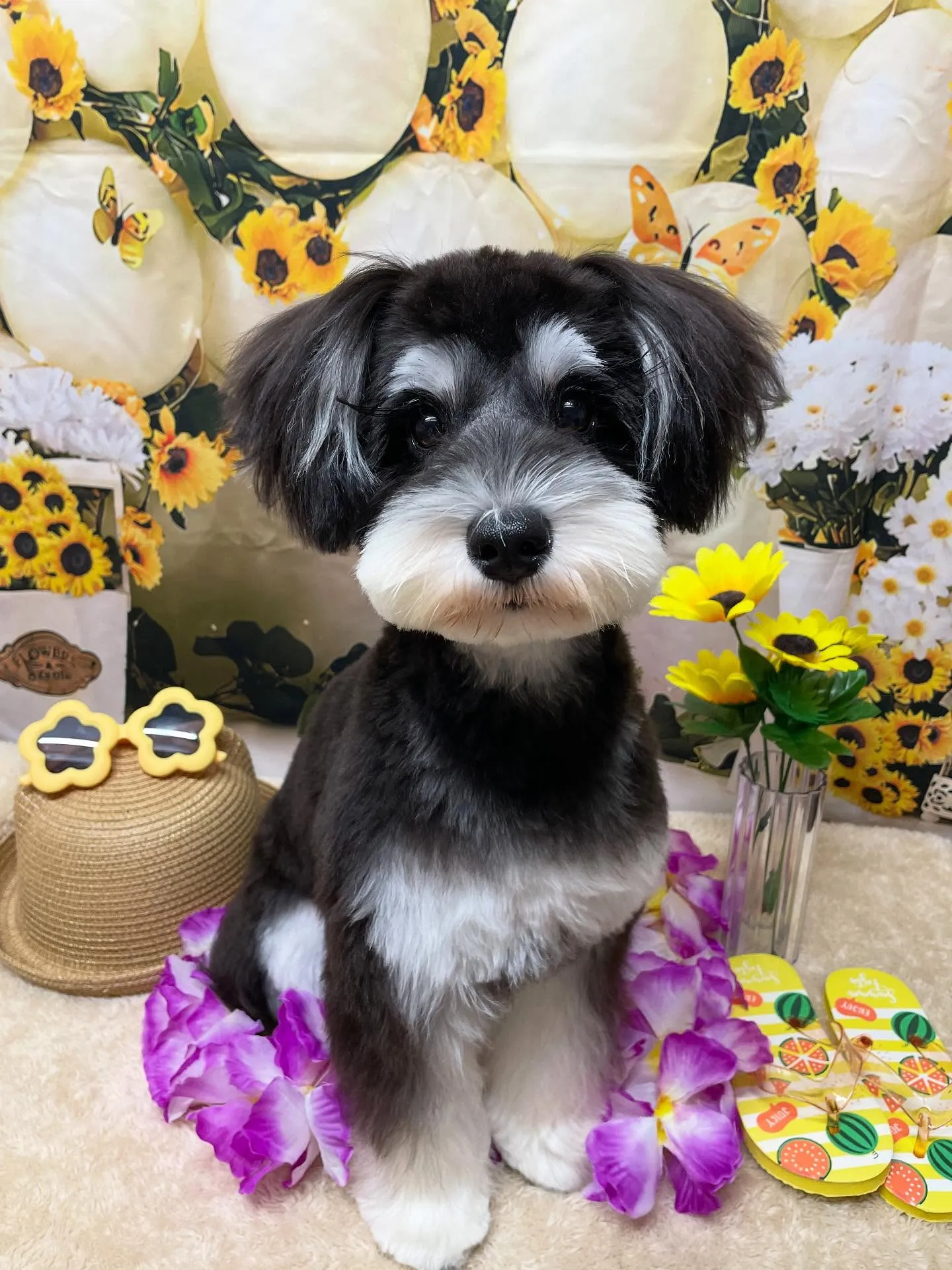 🍃今日のトリミング🍃シュナウザー🐶｜名東区・千種区・守山区の...