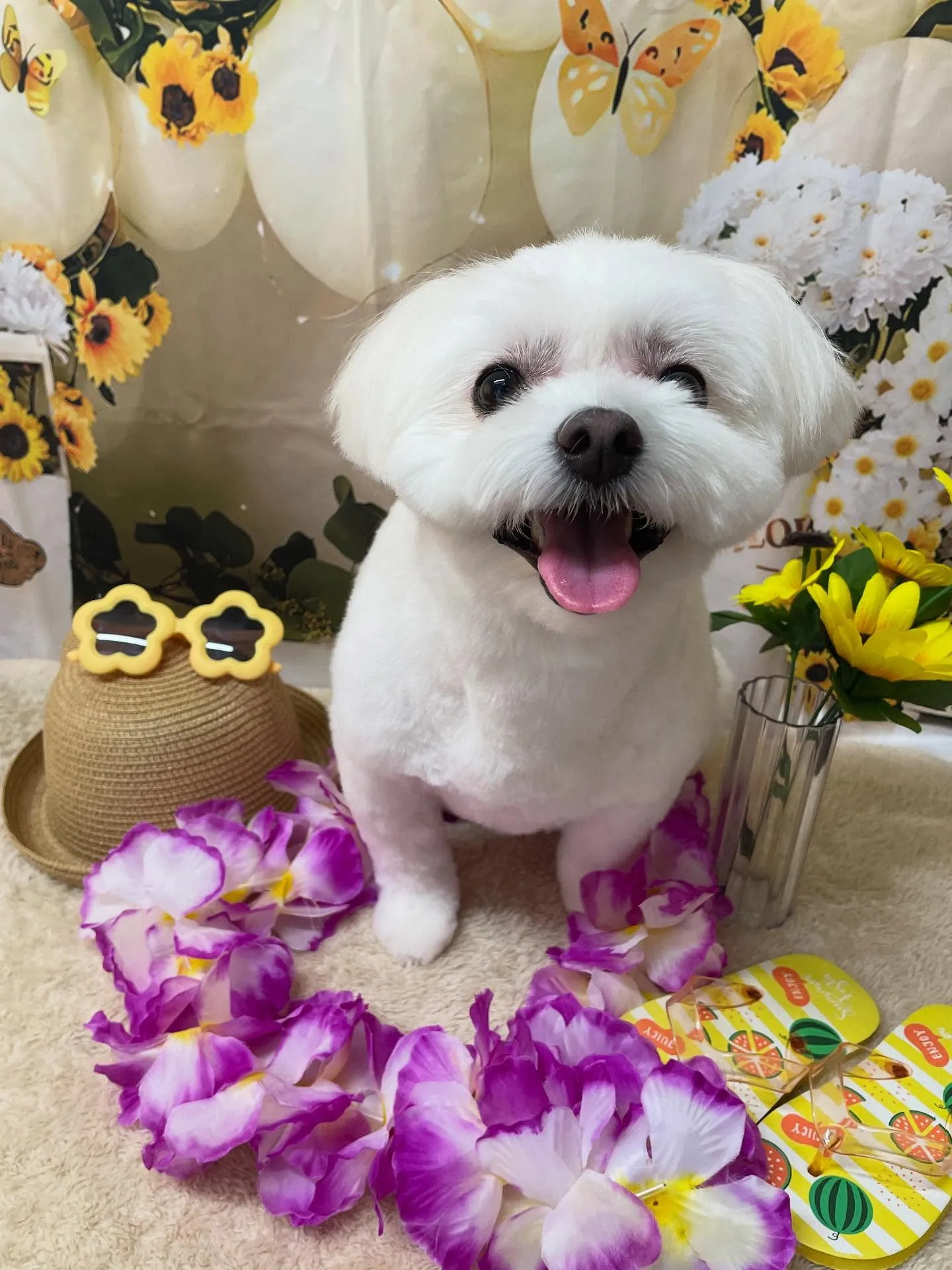🍃今日のトリミング🍃ミックス犬🐶｜名東区・千種区・守山区の動...