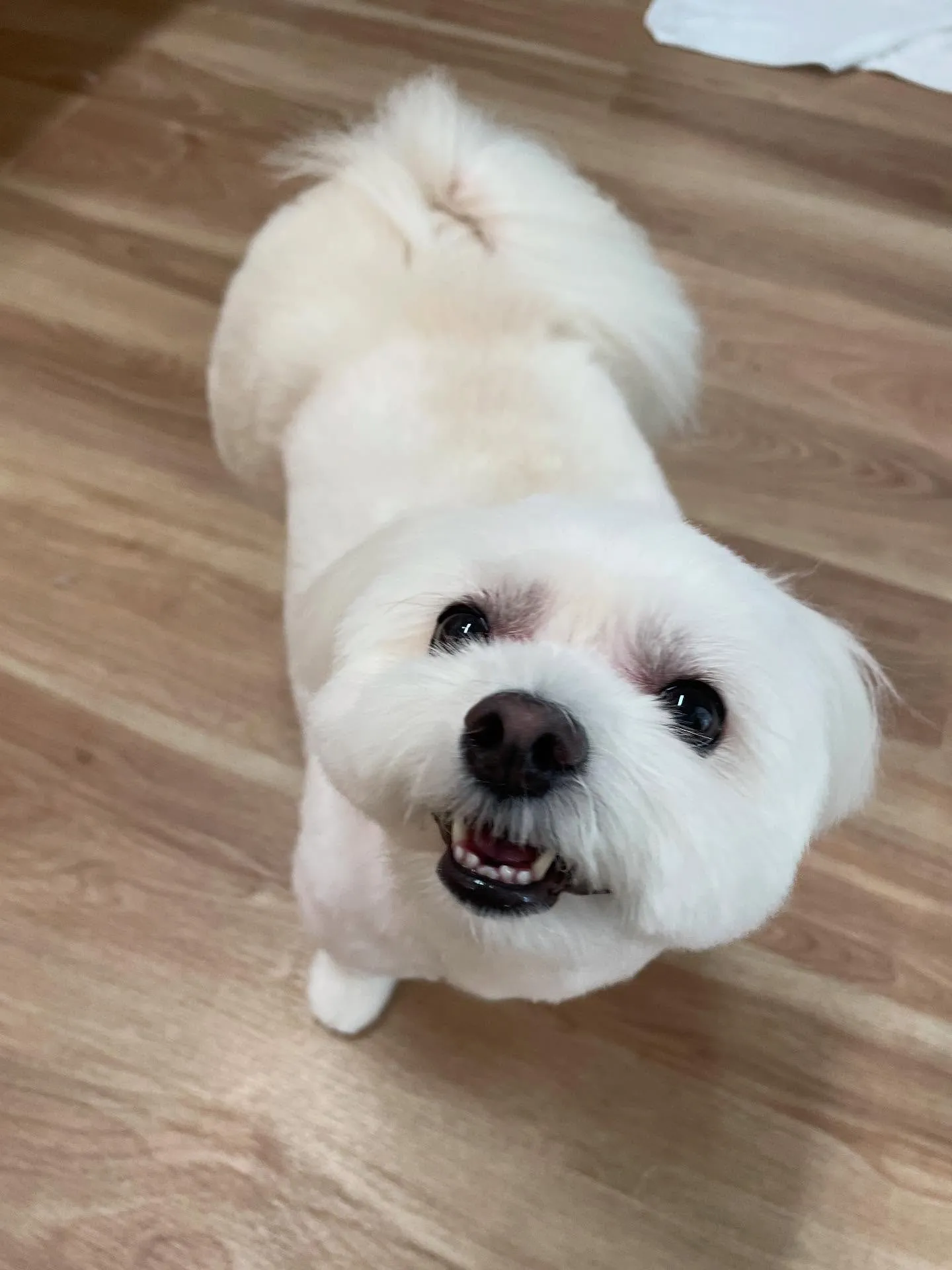🍃今日のトリミング🍃ミックス犬🐶｜名東区・千種区・守山区の動...