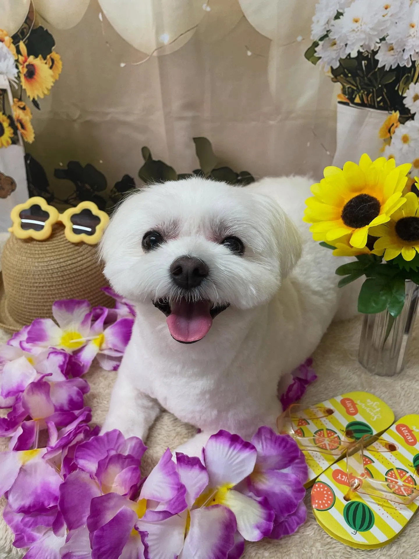 🍃今日のトリミング🍃ミックス犬🐶｜名東区・千種区・守山区の動...