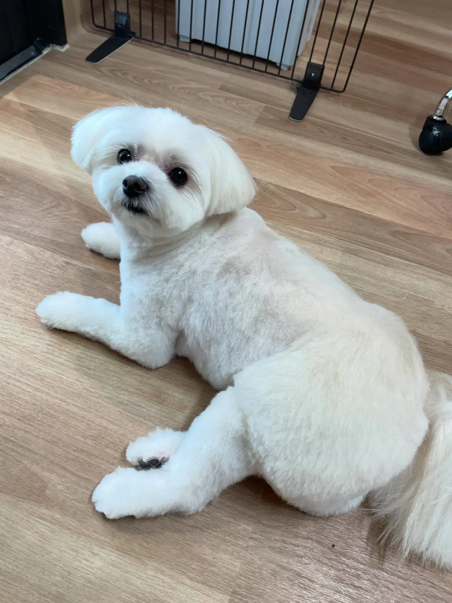 🍃今日のトリミング🍃ミックス犬🐶｜名東区・千種区・守山区の動...