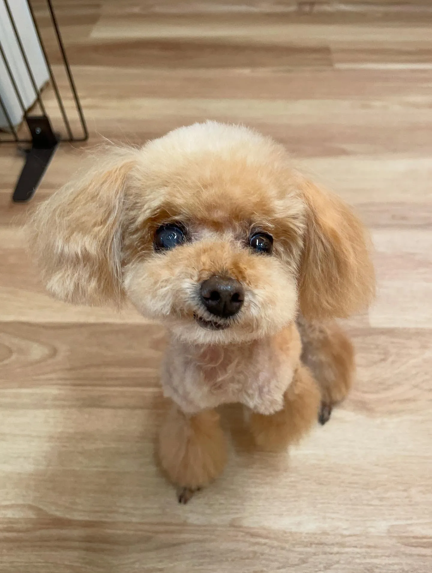 🍃今日のトリミング🍃プードル🐶｜名東区・千種区・守山区の動物...