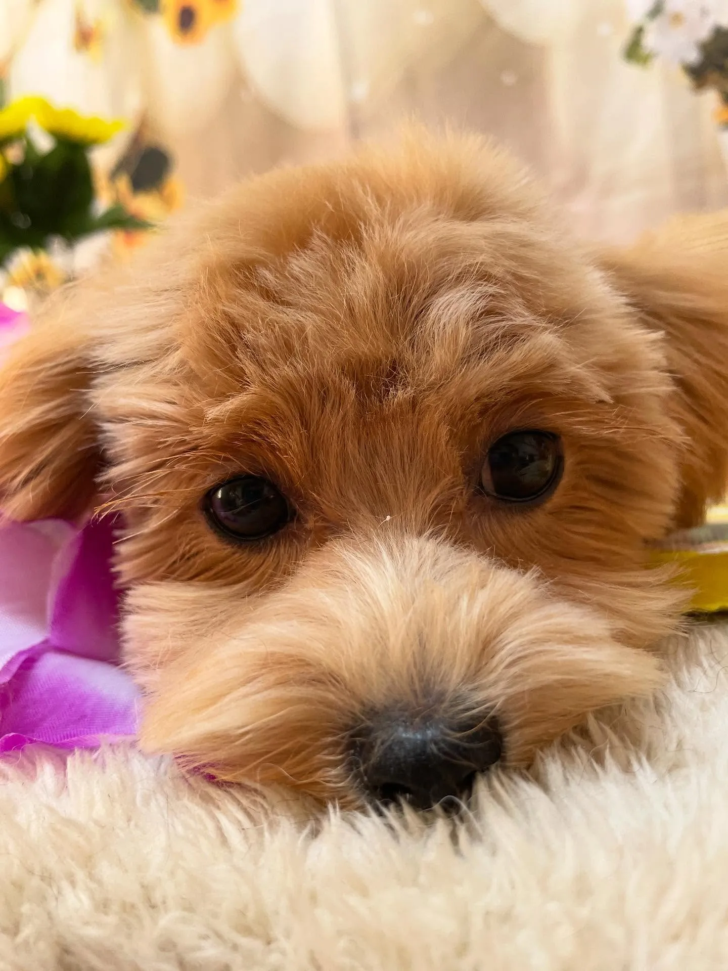 🍃今日のトリミング🍃ミックス犬🐶｜名東区・千種区・守山区の動...